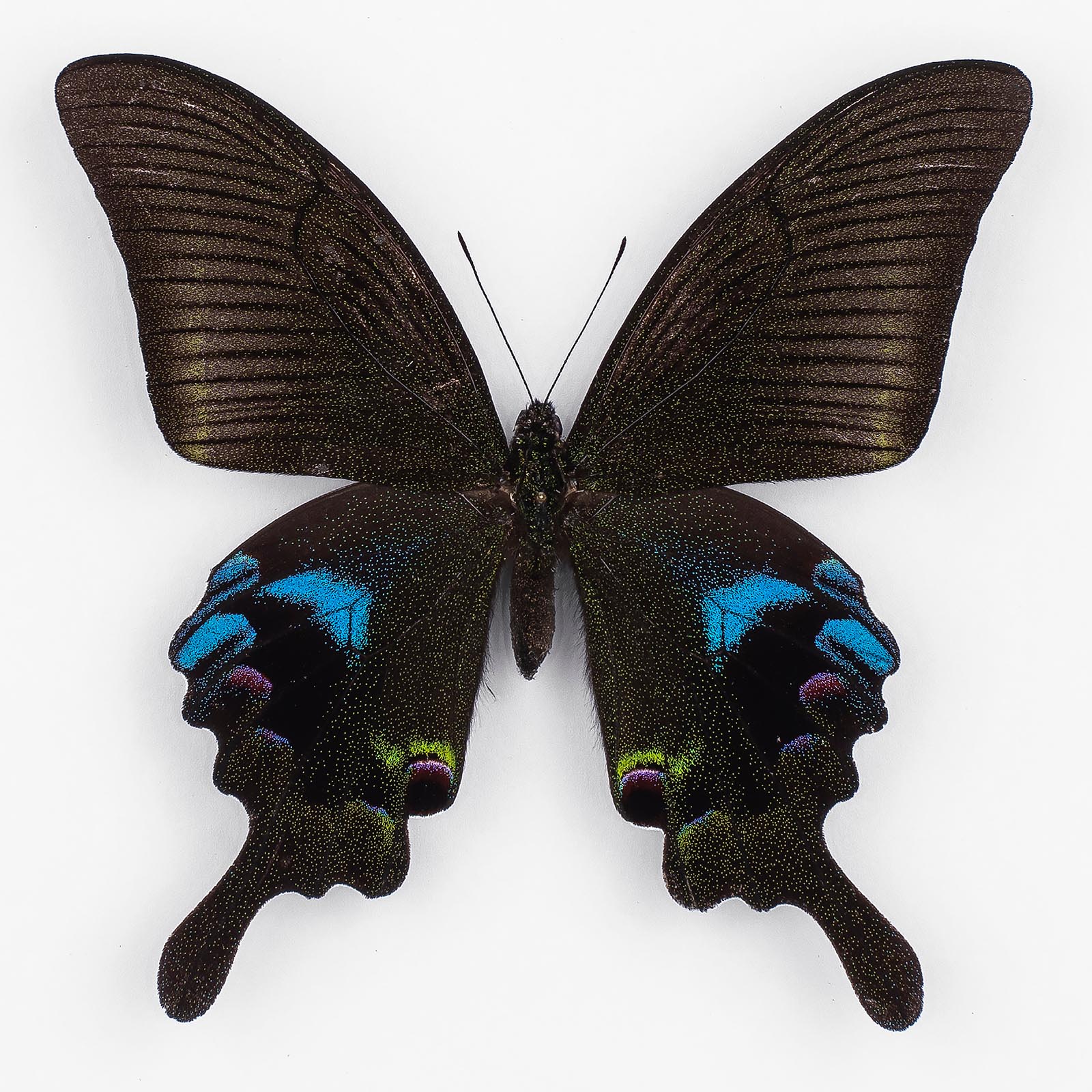 Papilio A. Arcturus ♂ Sichuan – Männchen