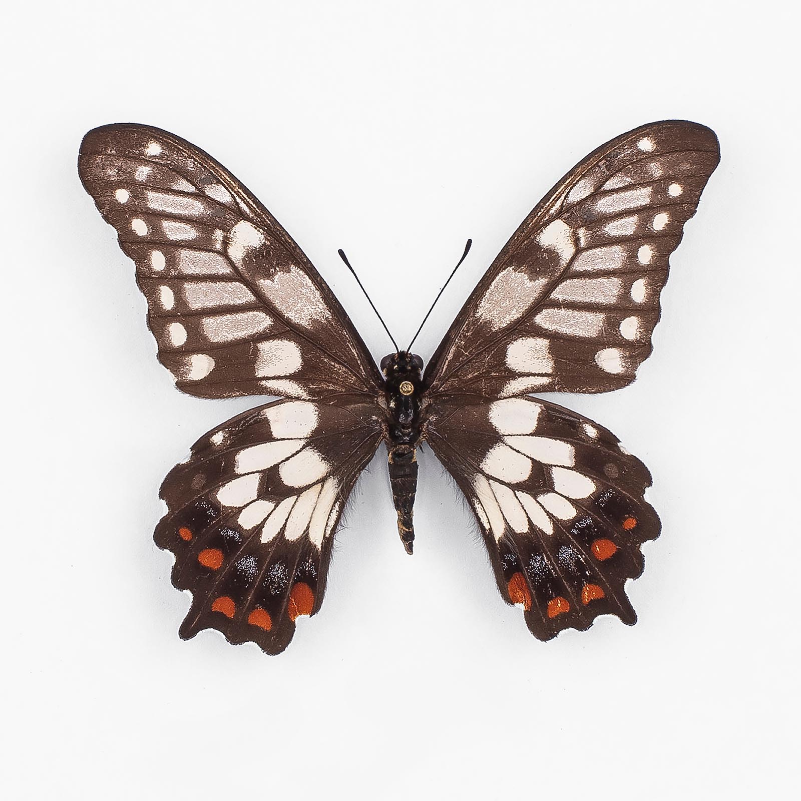 Papilio Anactus ♀ New South Wales – Weibchen