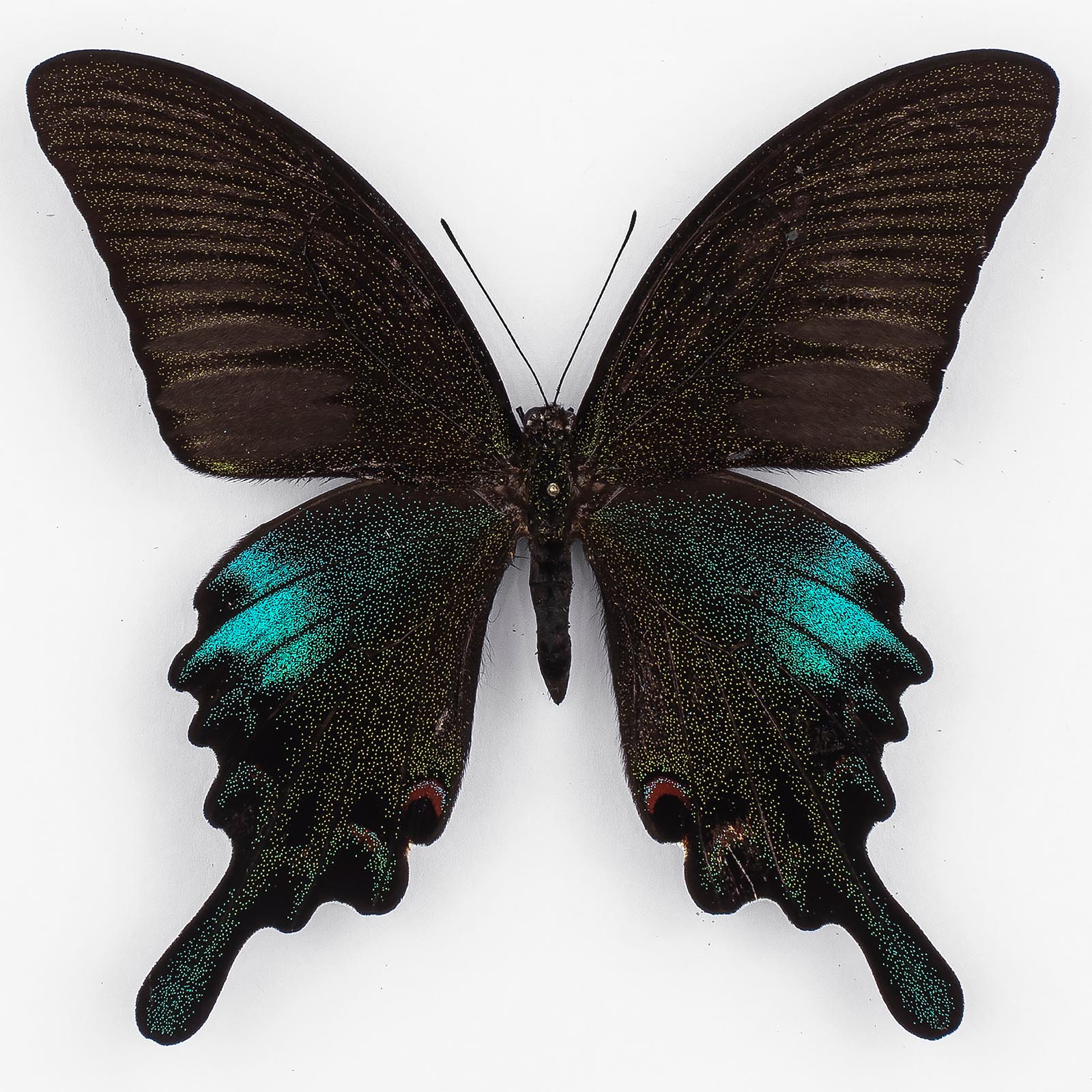 Papilio Bianor Gladiator ♂ Laos - male