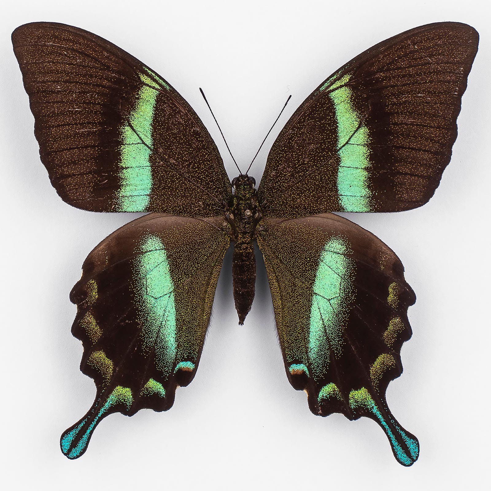 Papilio Blumei ♀ Sulawesi – Female