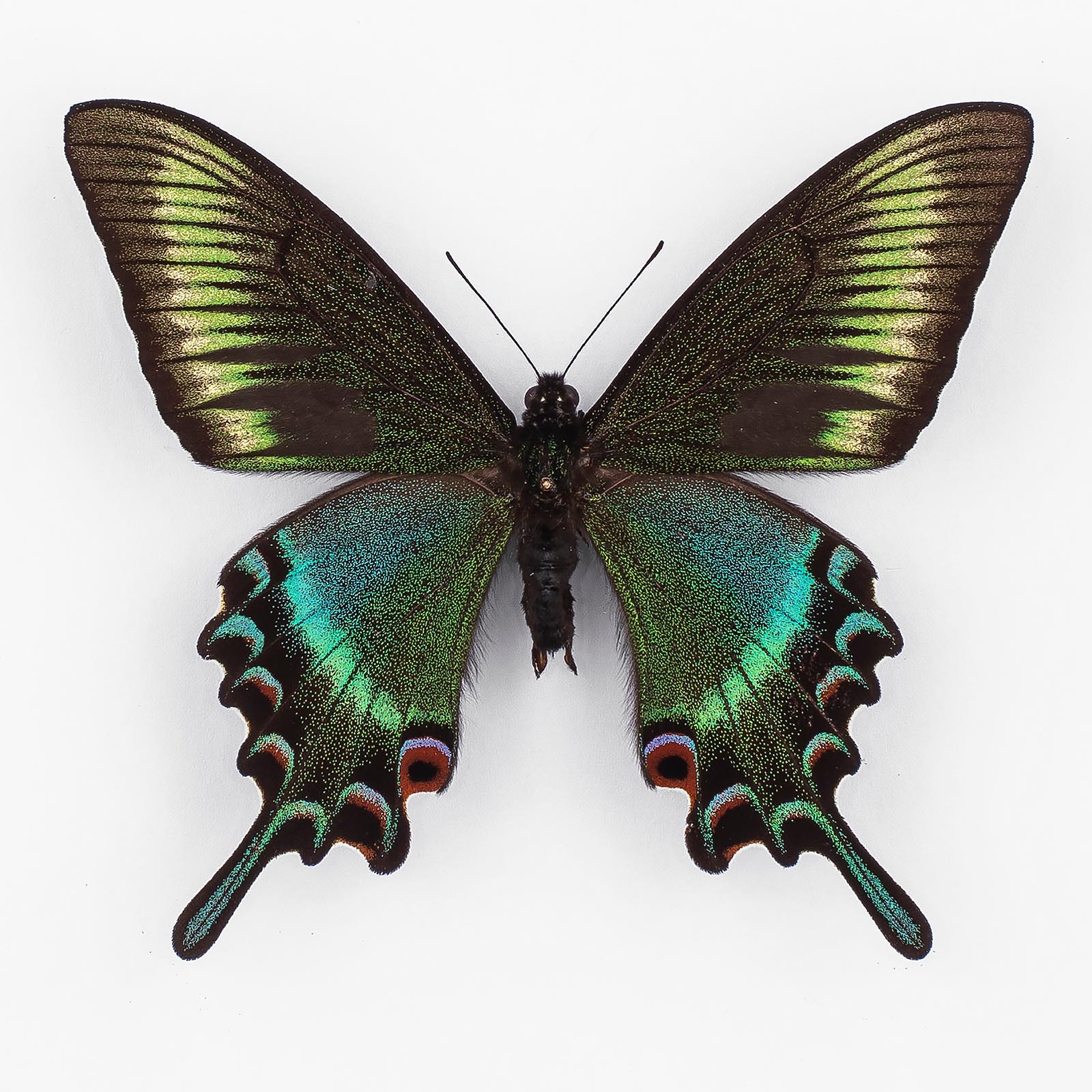 Papilio Maackii Titanus Spring Form ♂ Japan – Male