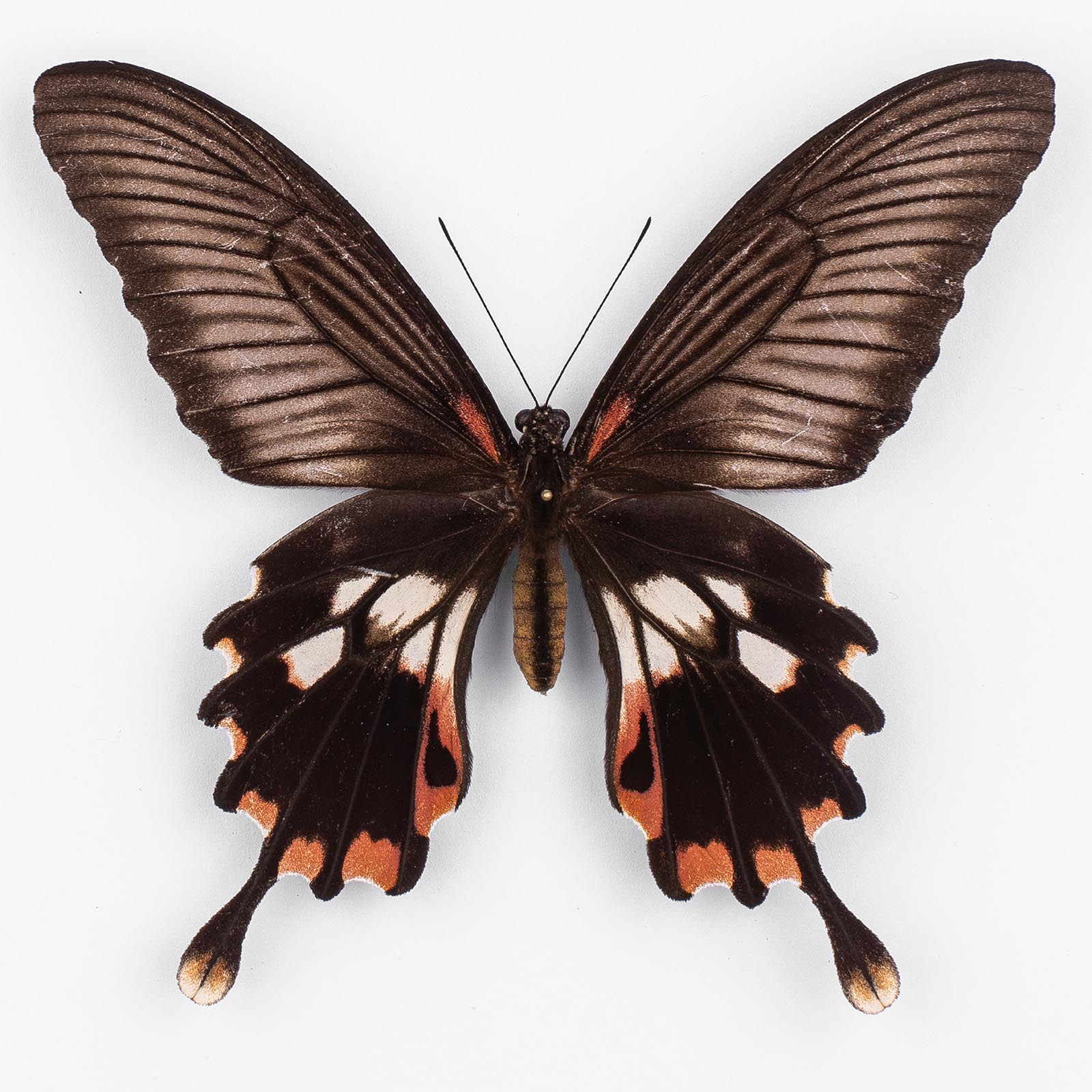 Papilio Mayo ♀ Andaman Islands – Female