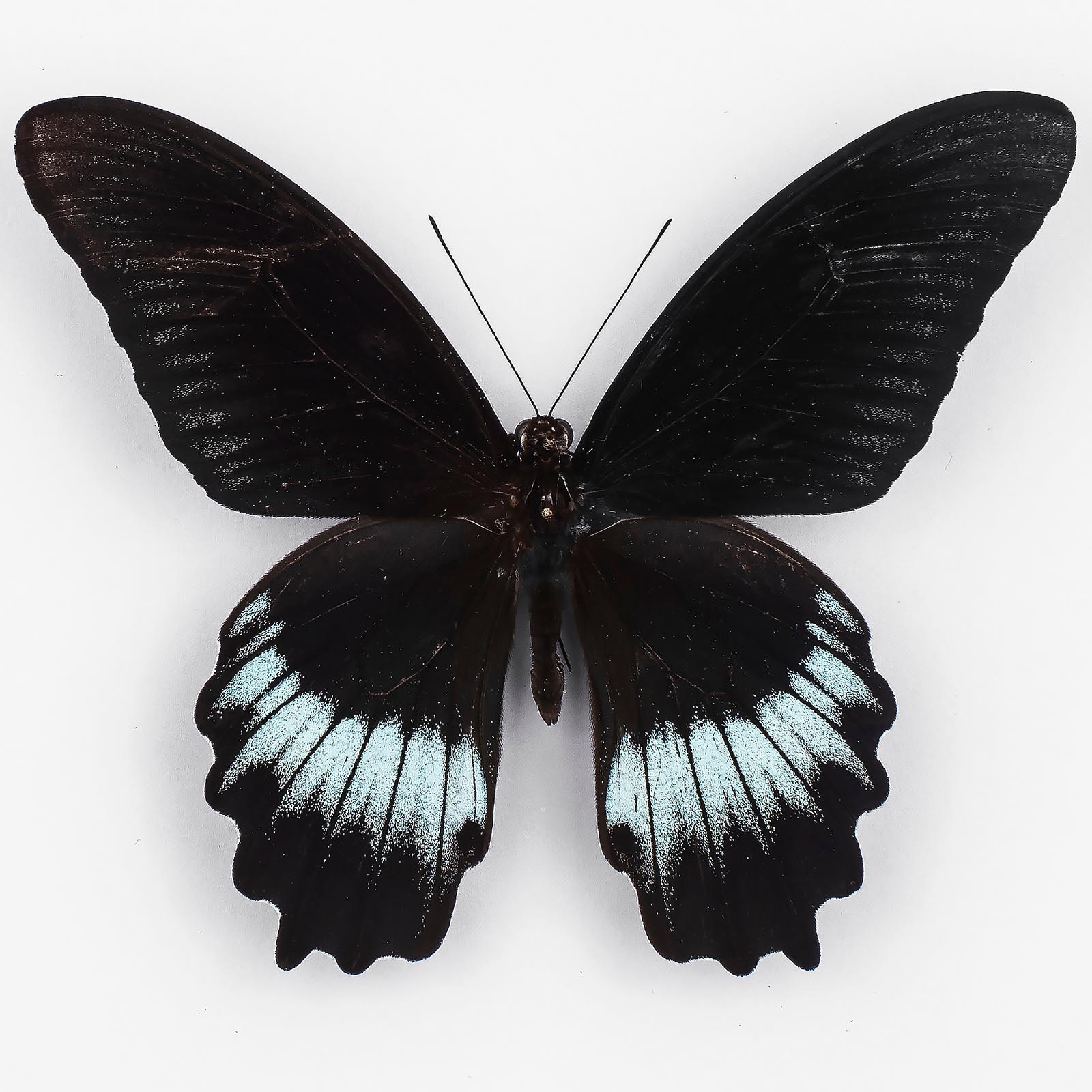 Papilio Mayo ♂ Andaman Islands – Männchen