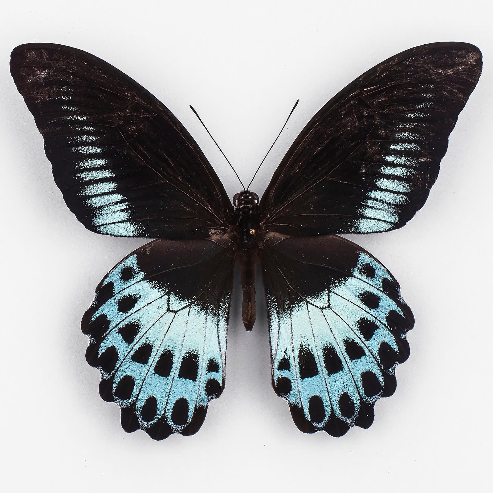 Papilio P. Polymnestor ♂ Indien – Männchen