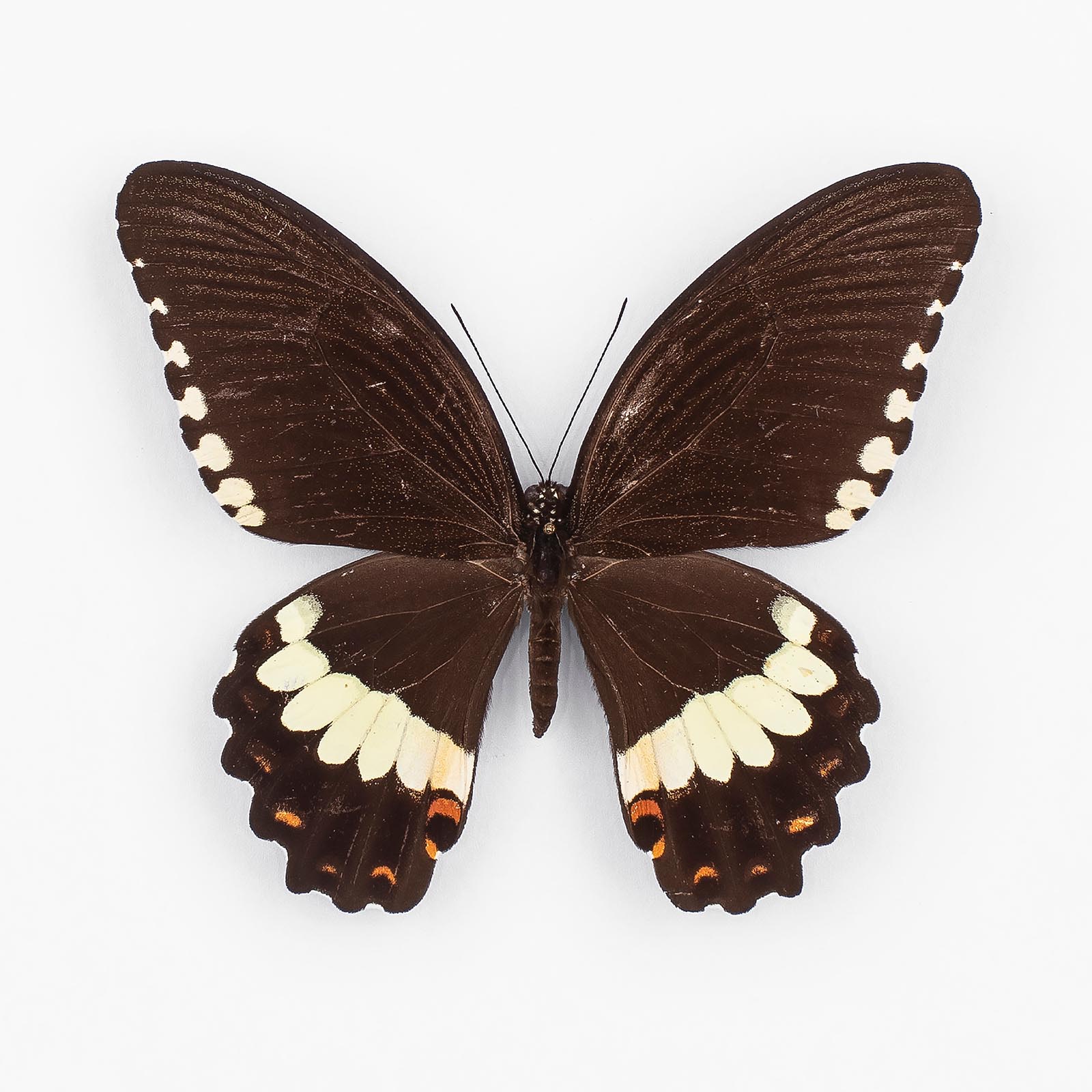 Papilio Polytes Ledebouria ♀ Marinduque – Weibchen