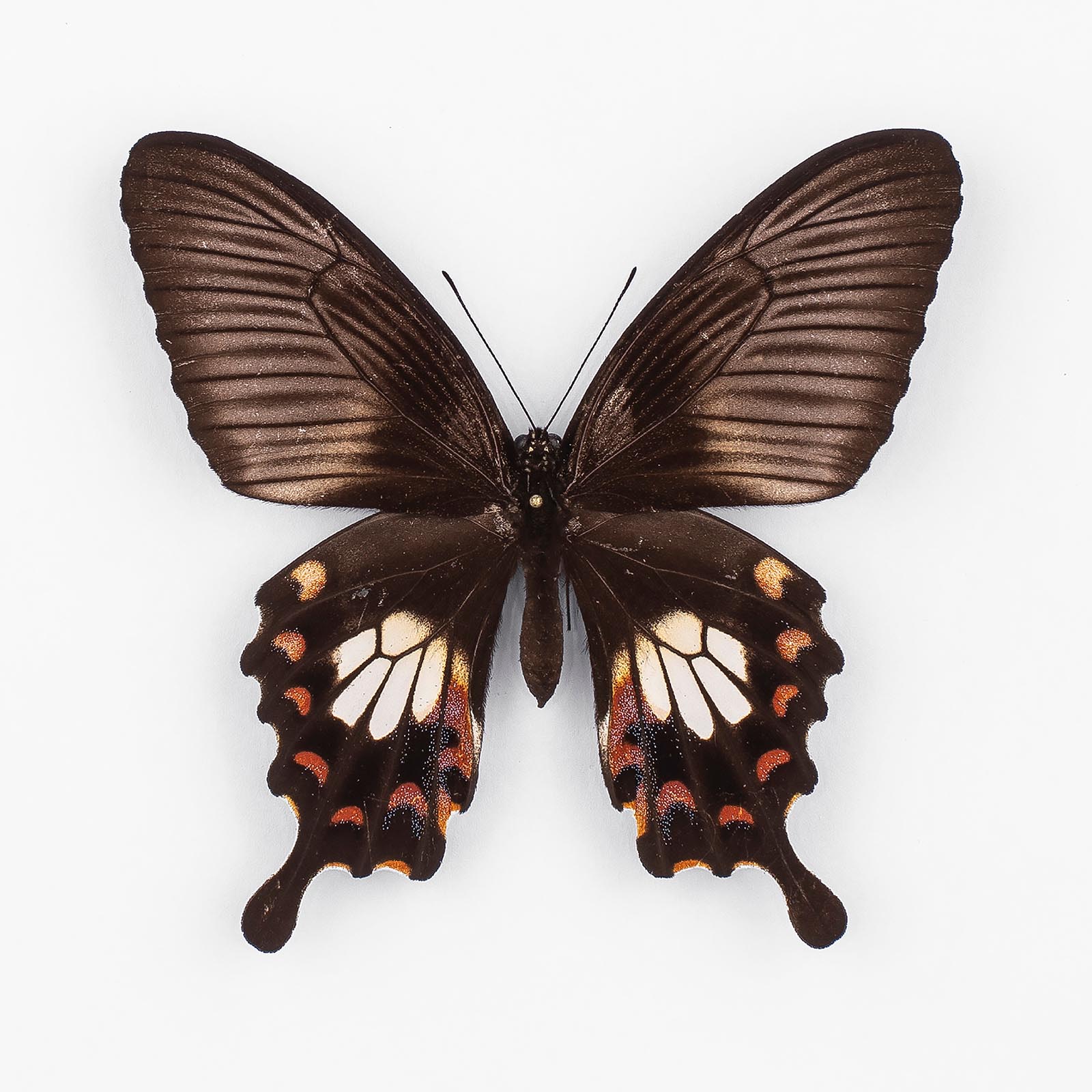 Papilio P. Romulus f.theseus ♀ Phrae – Weibchen