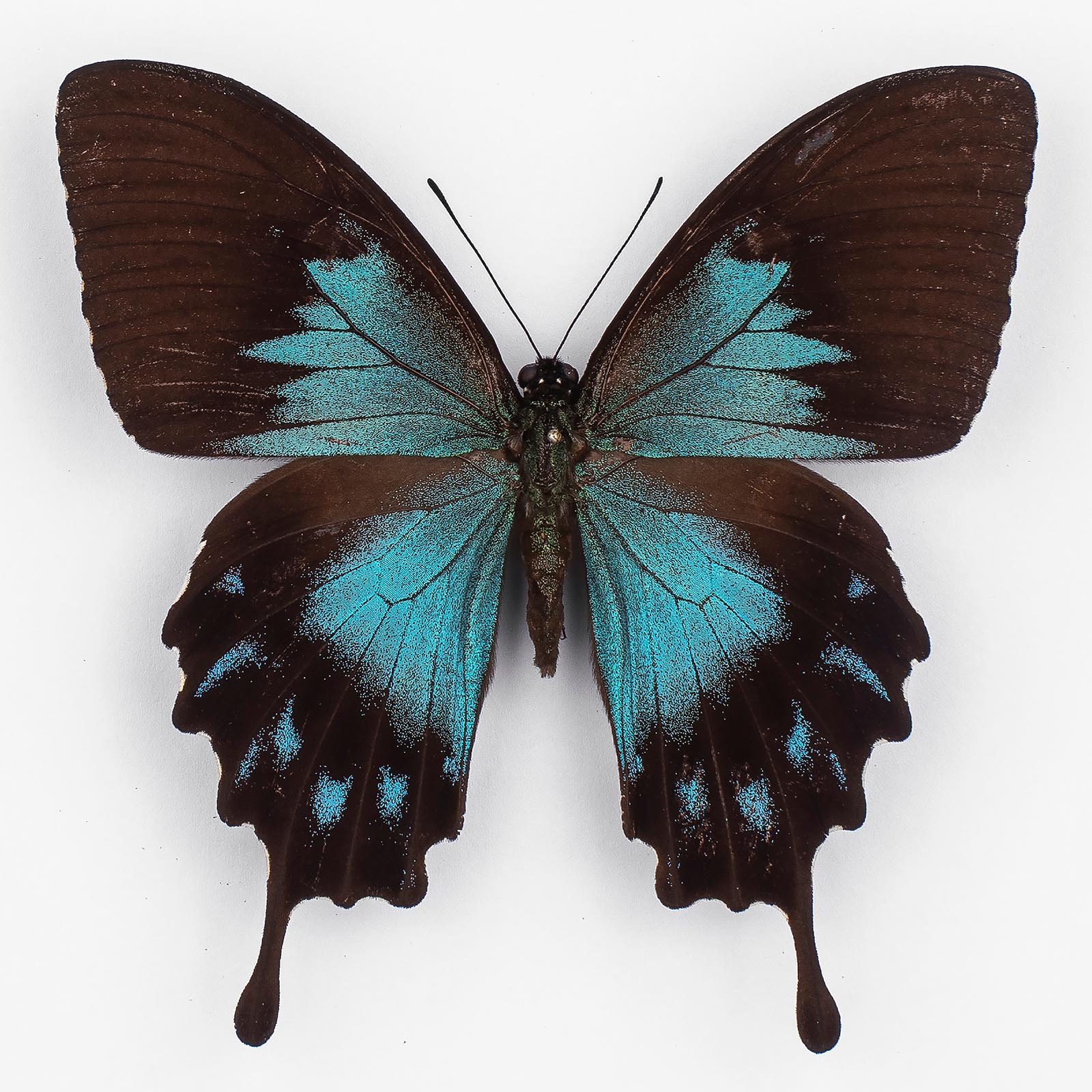 Papilio Ulysses Telegonus ♀ Bachan – Female