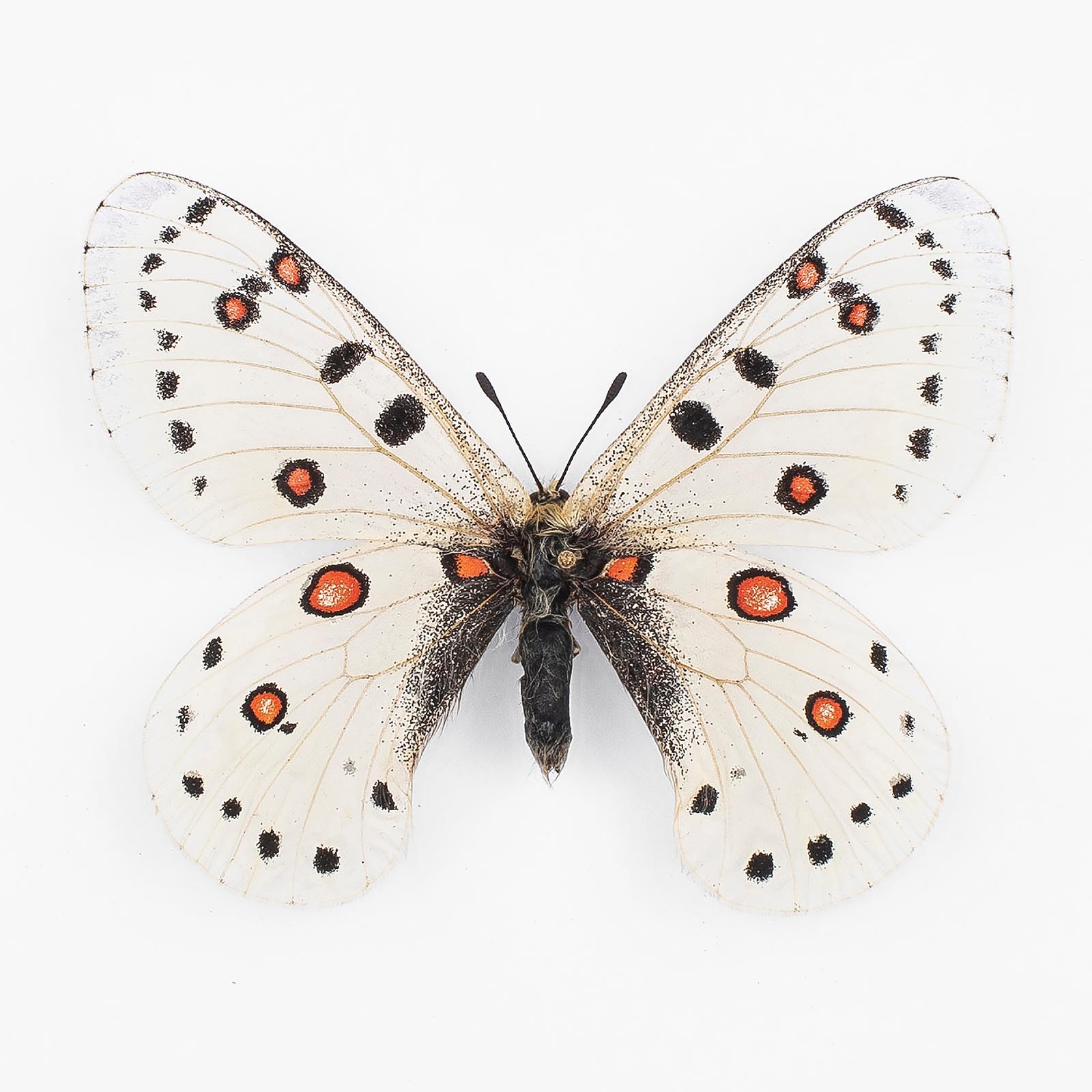 Parnassius Apollonius Aphrodite ♂ Schambyl – Männchen