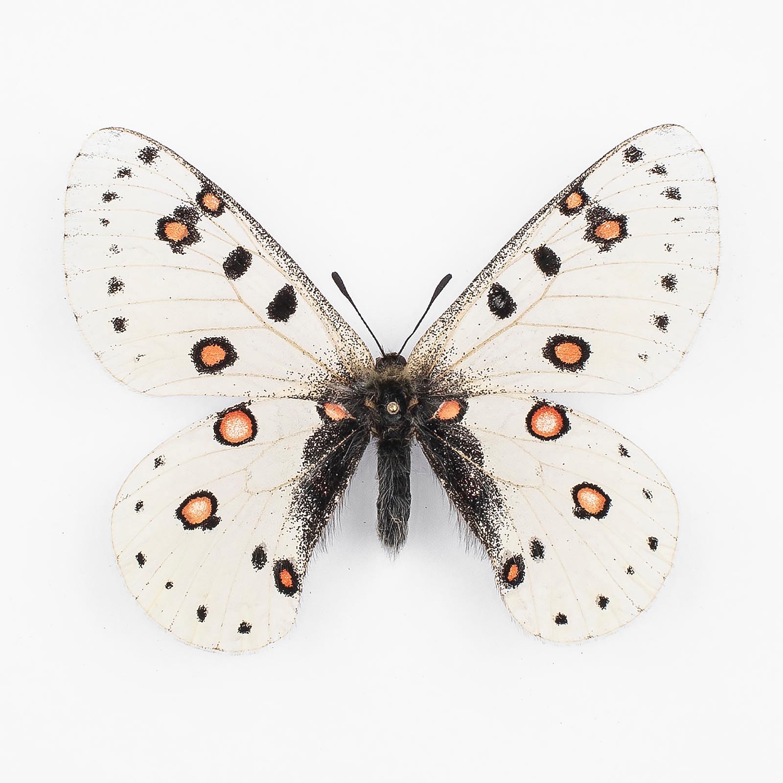 Parnassius Apollonius Daubi f. Alaicus ♂ Alai Mountains – Männchen
