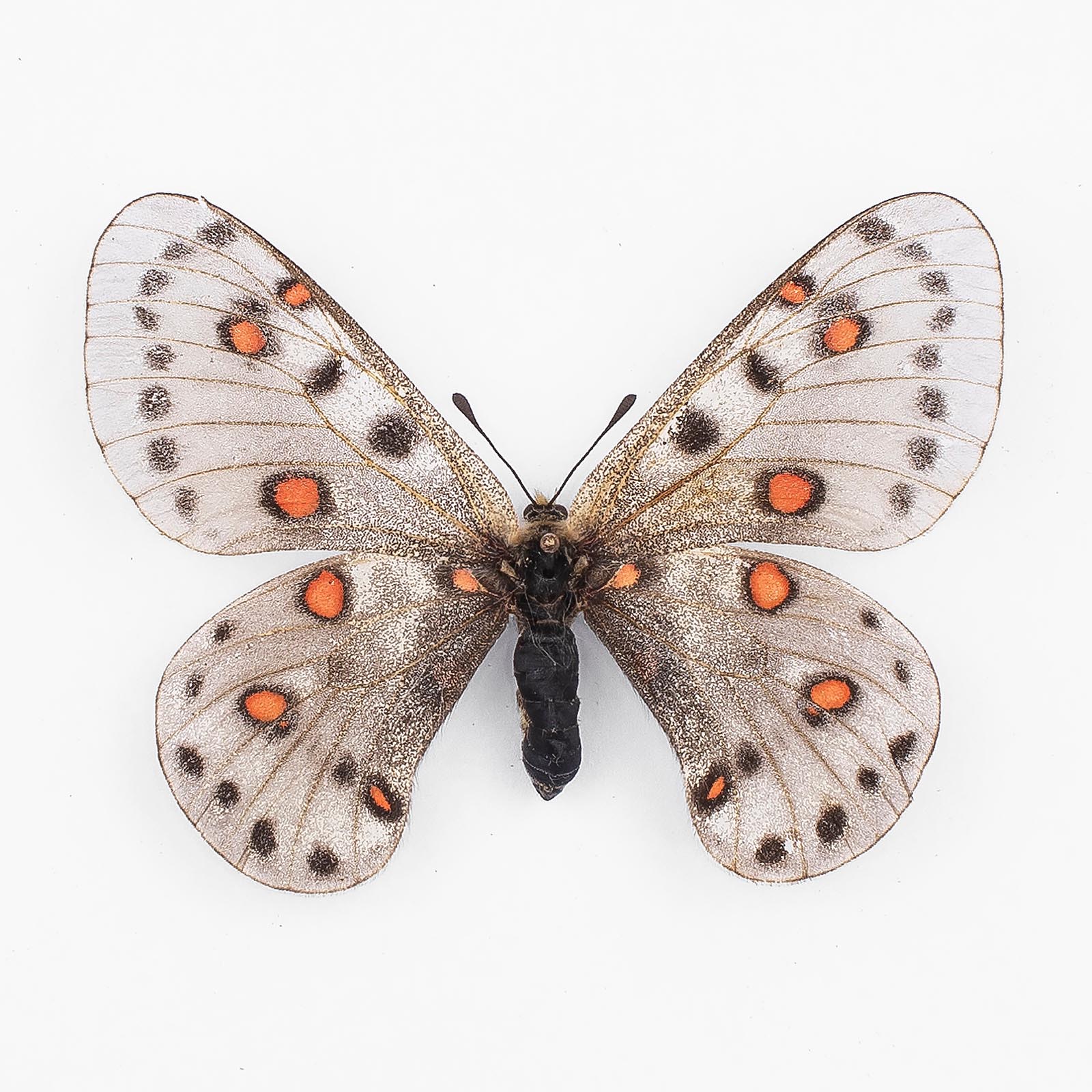 Parnassius Apollonius Gloriosus ♀ Moldo Mountains – Weibchen
