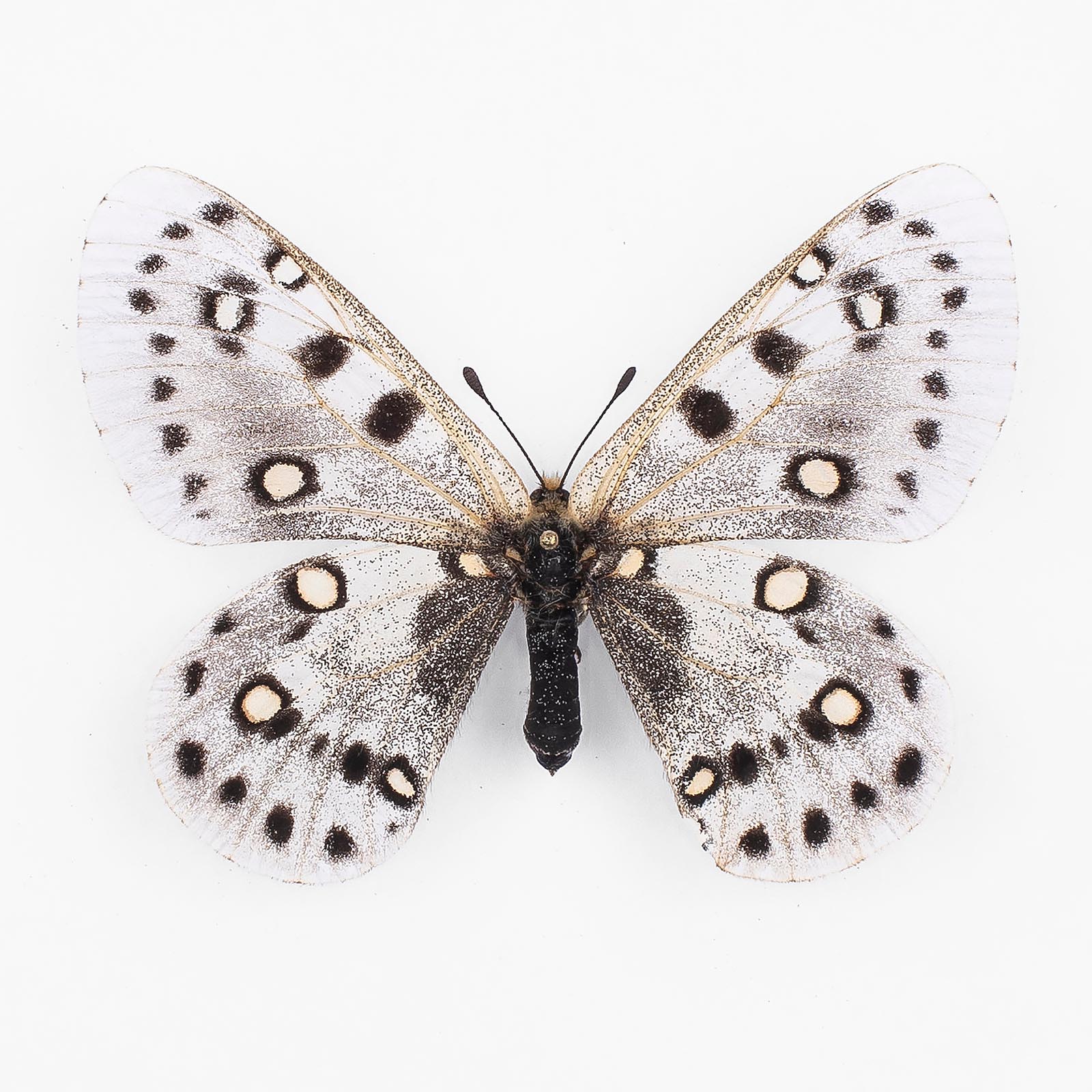 Parnassius Apollonius Narynus White Form ♀ Tian Shan – Weibchen