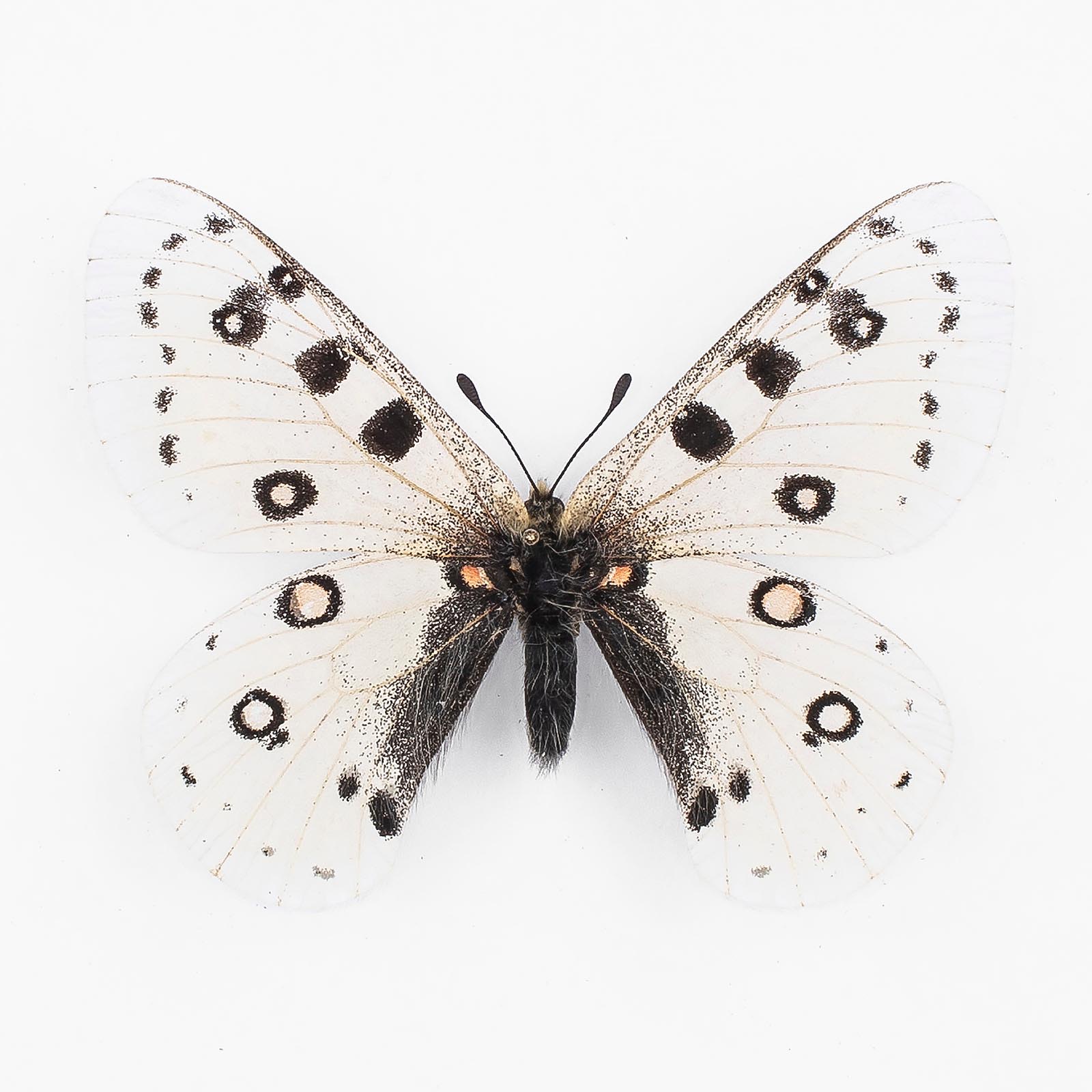 Parnassius Apollonius Narynus White Form ♂ Tian Shan – Männchen