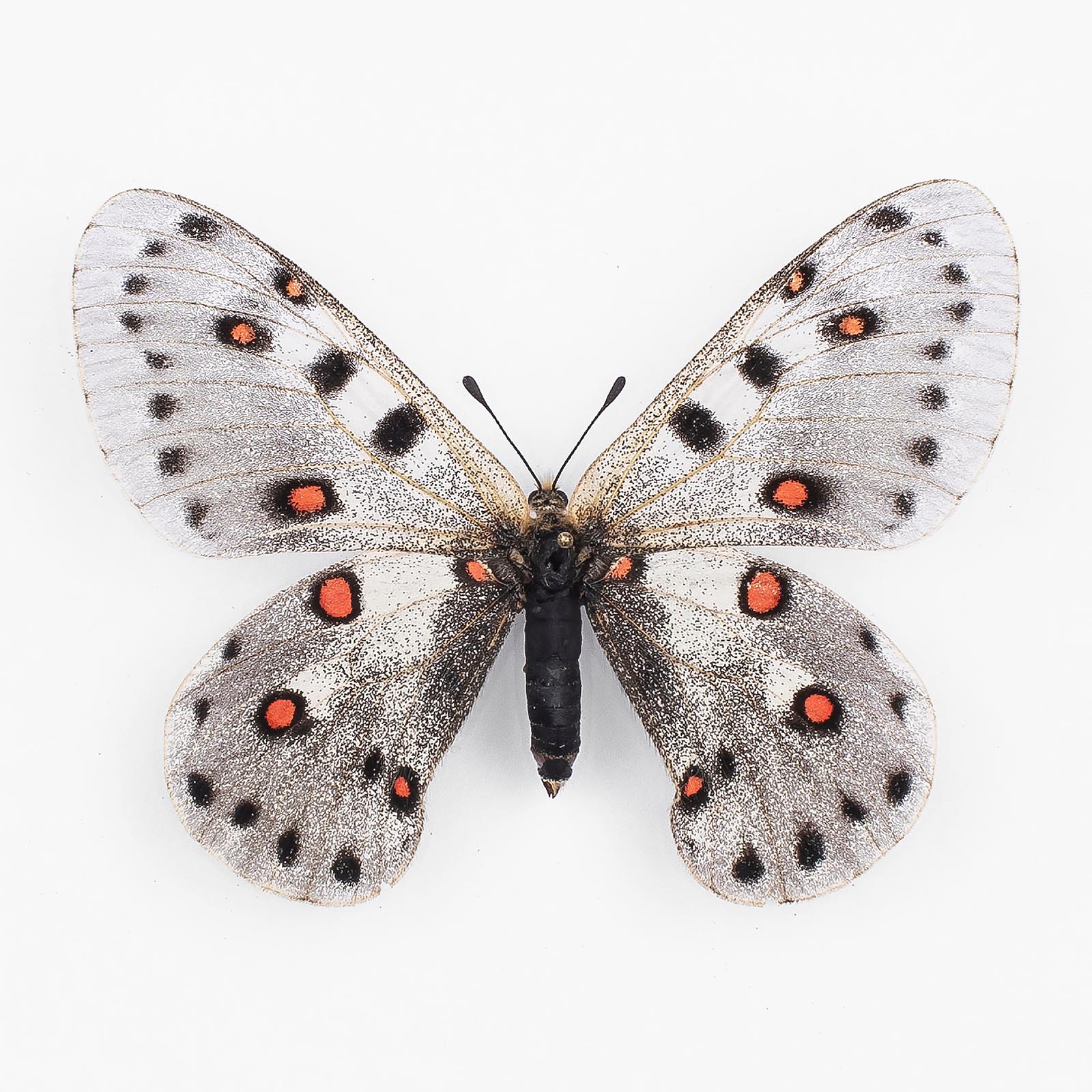 Parnassius Apollonius Narynus ♀ Tian Shan – Weibchen