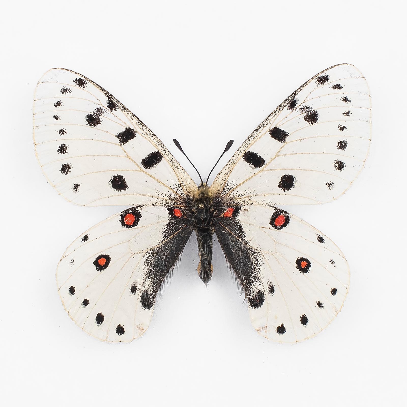 Parnassius Apollonius Narynus ♂ Tian Shan – Männchen