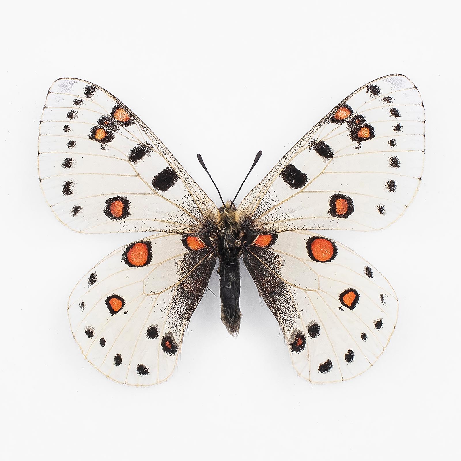 Parnassius Apollonius Poseidon ♂ Tian Shan – Männchen