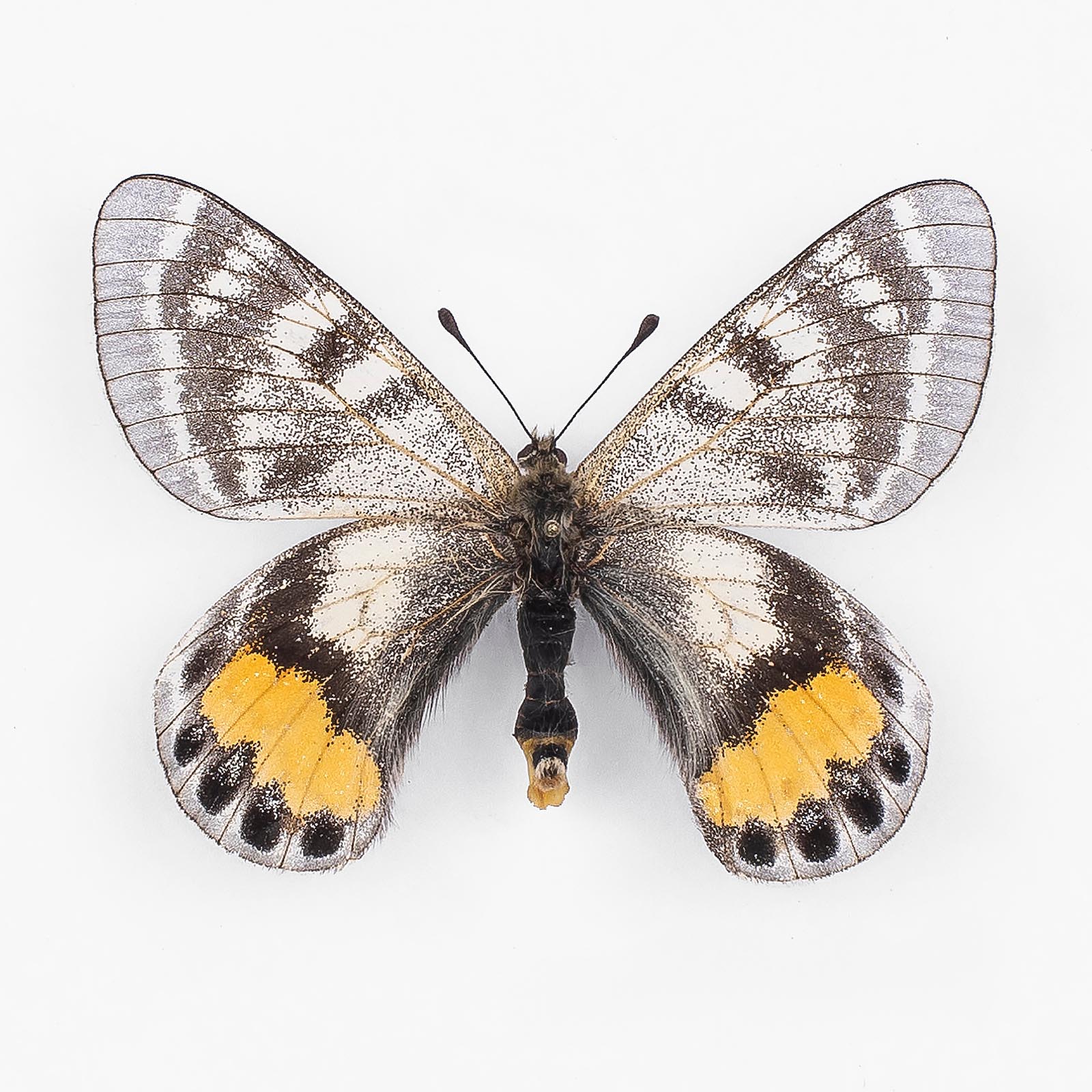 Parnassius Autocrator ♀ Pamir – Weibchen