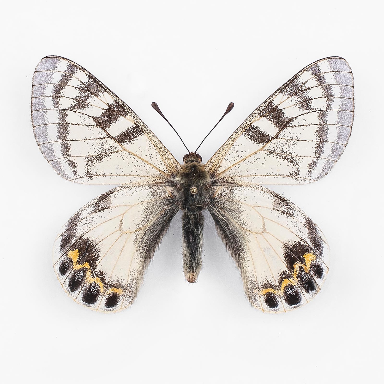 Parnassius Autocrator ♂ Pamir – Männchen