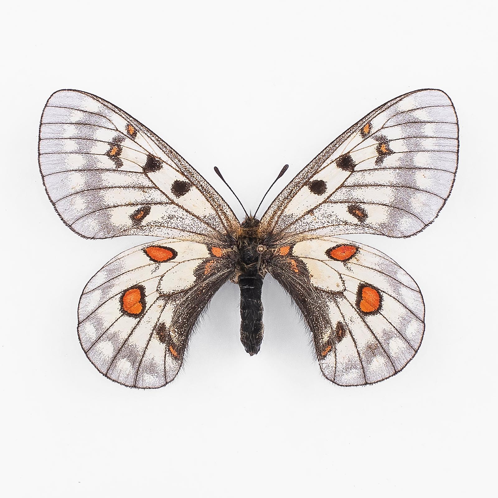 Parnassius B. Bremeri ♀ Amur – Weibchen