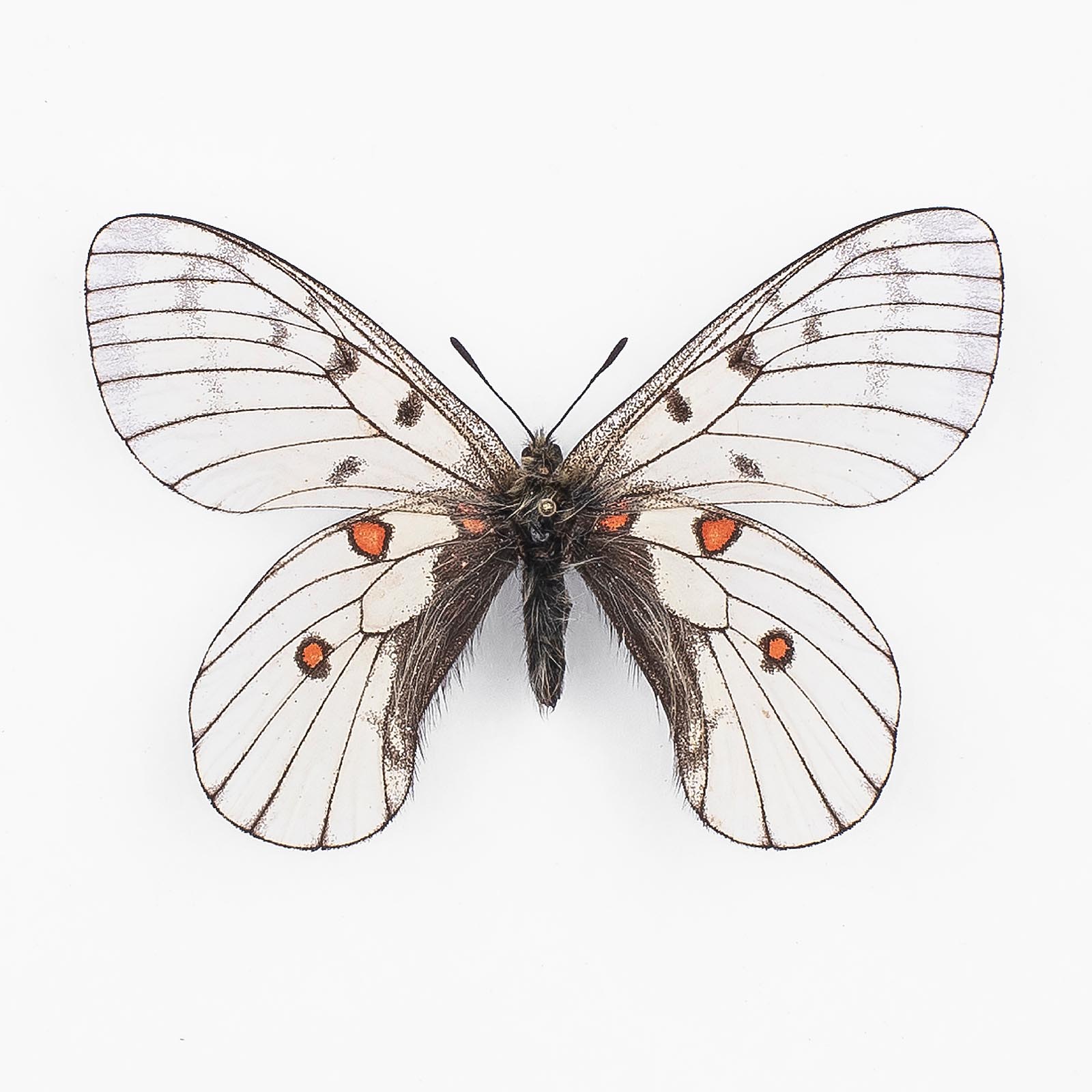 Parnassius B. Bremeri ♂ Heilong – Männchen