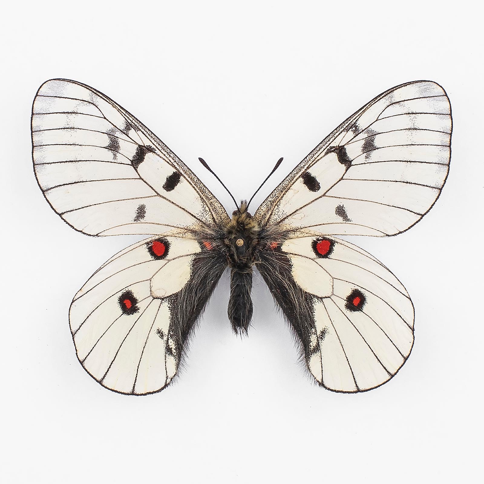 Parnassius Bremeri Conjunctus ♂ Primorje – Männchen