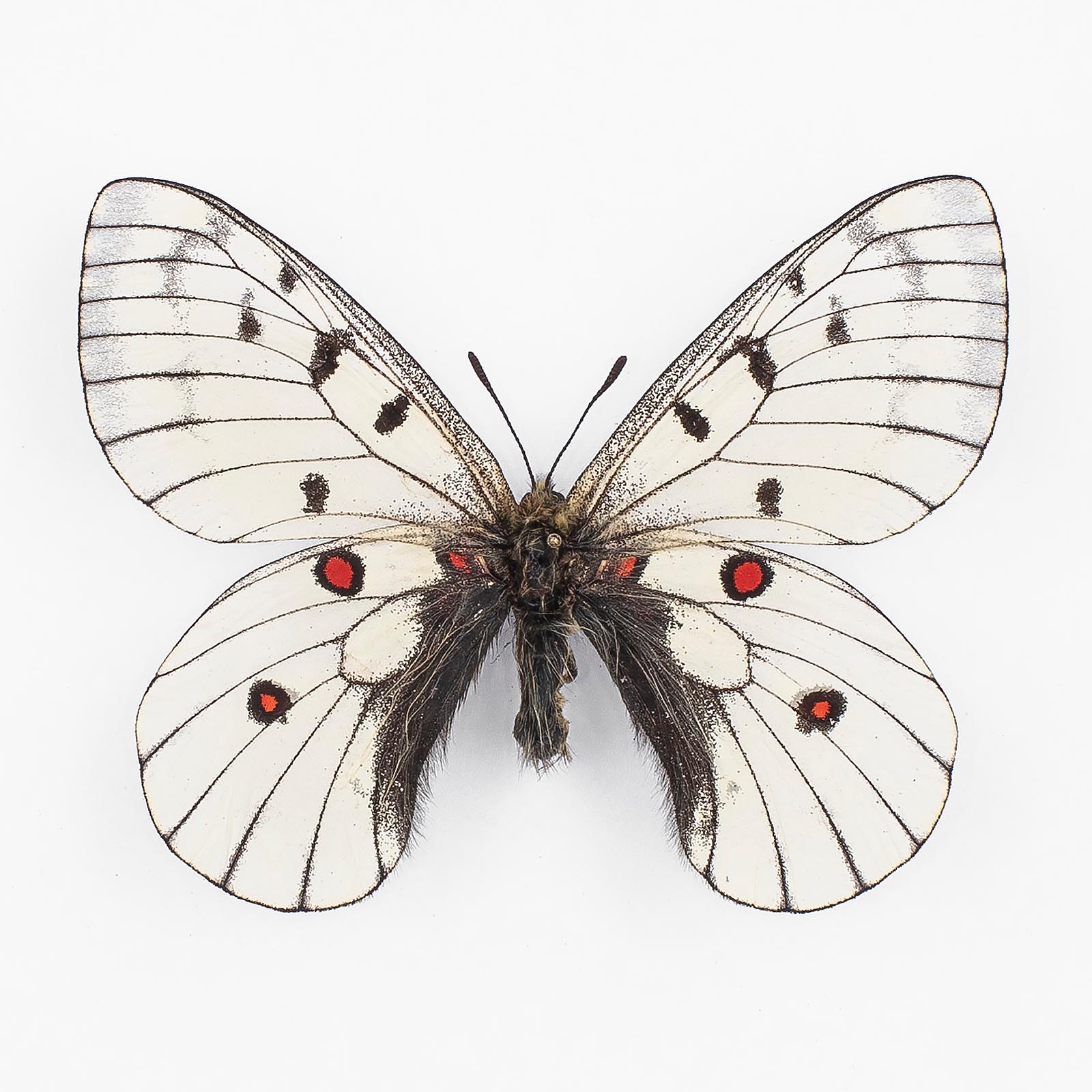 Parnassius Bremeri Conjunctus ♂ Primorje – Männchen