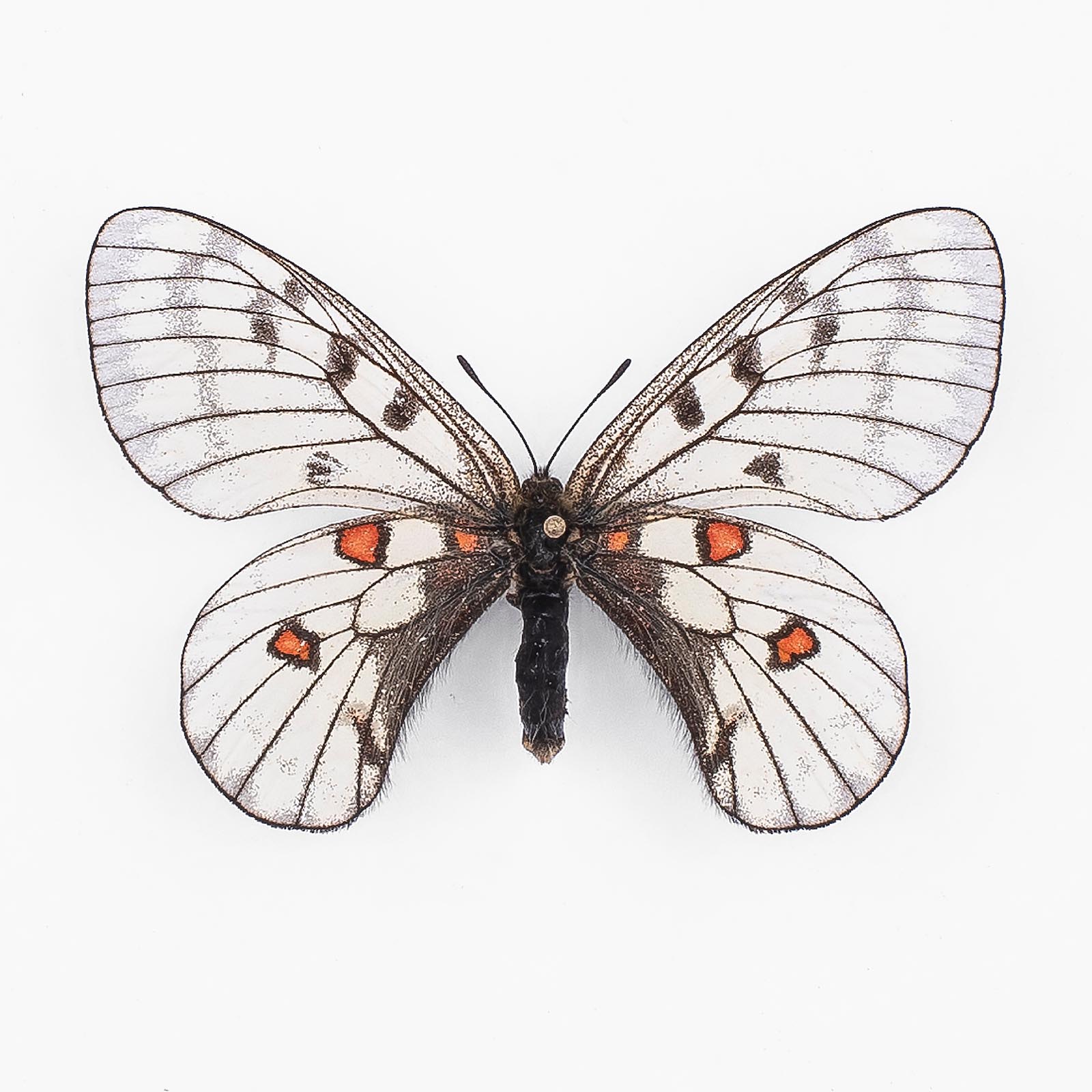 Parnassius Bremeri Mandarinus ♀ Shanxi – Weibchen