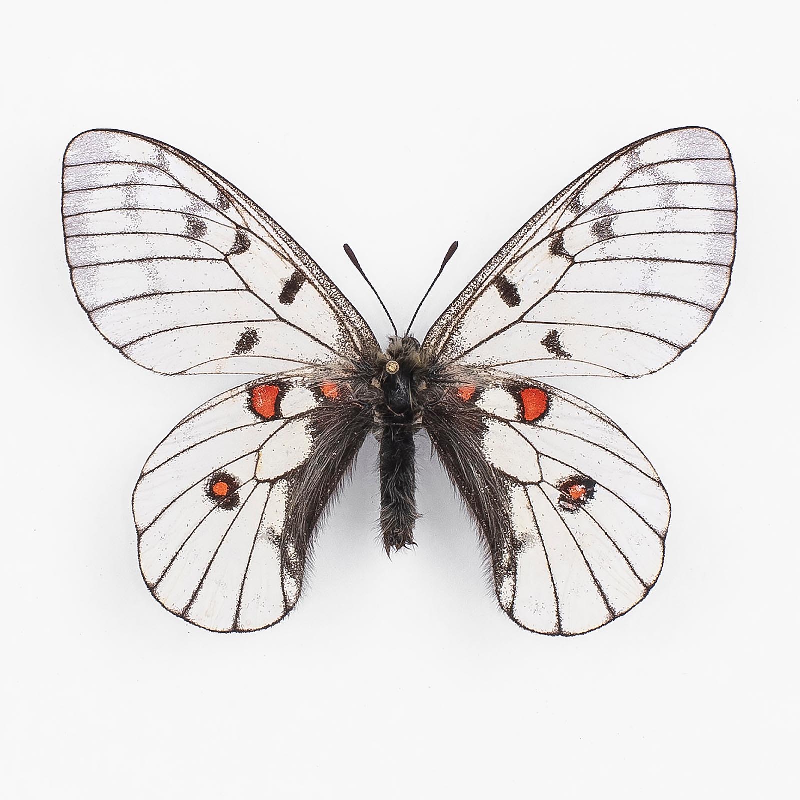 Parnassius Bremeri Mandarinus ♂ Shanxi – Männchen