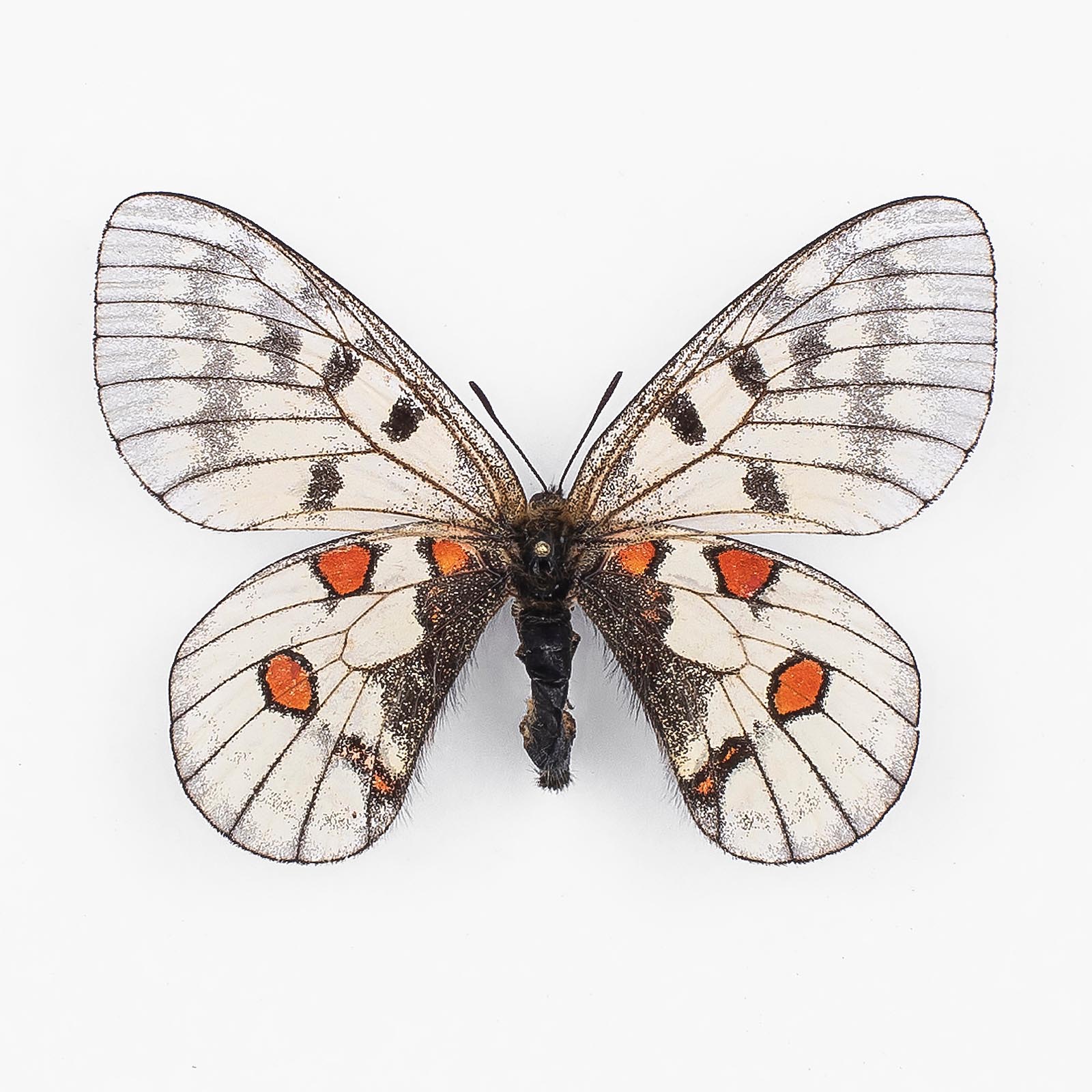 Parnassius Bremeri Mongugaicus ♀ Barabasch – Weibchen