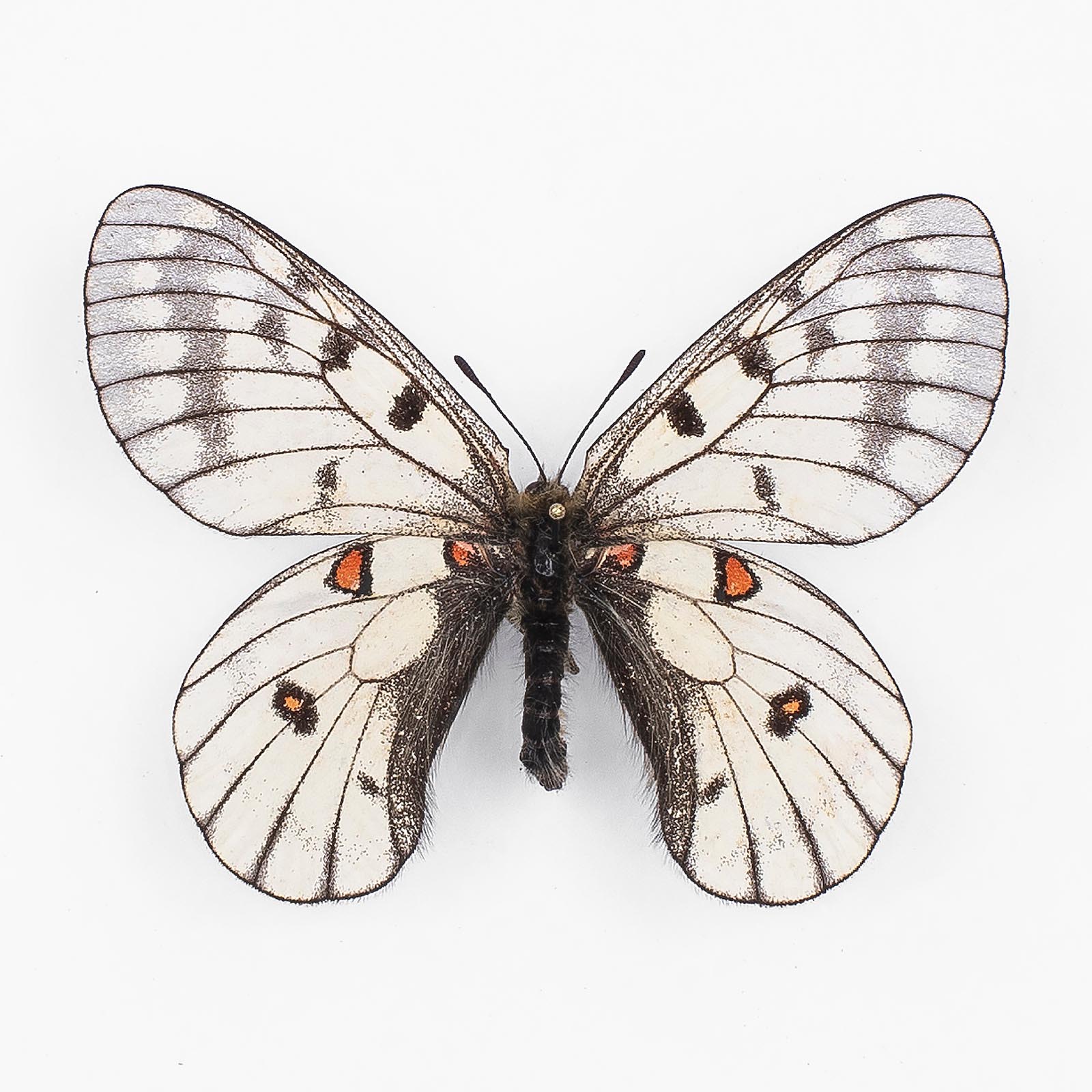 Parnassius Bremeri Mongugaicus ♂ Barabasch – Männchen
