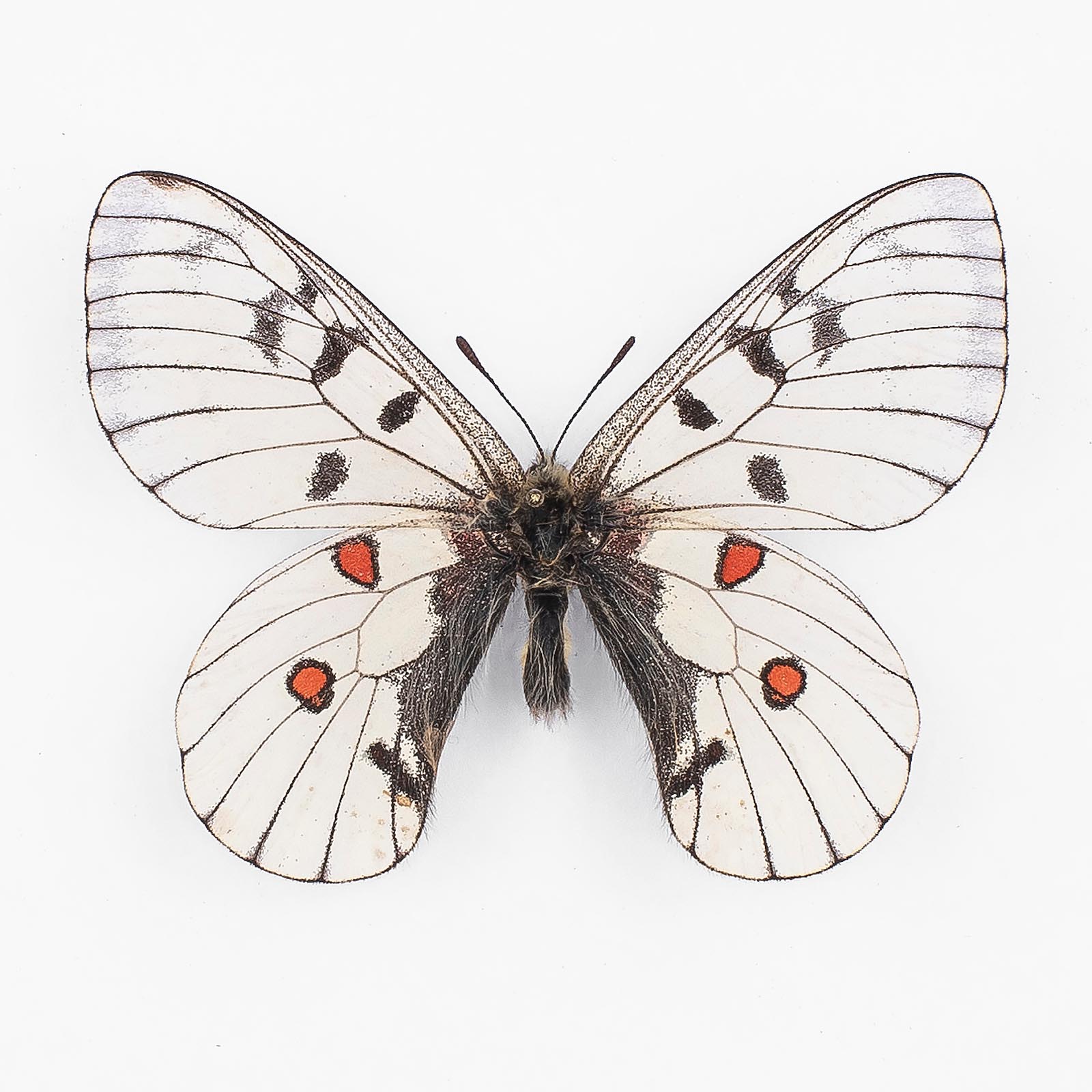 Parnassius Bremeri Pakianus ♂ Chang Do – Männchen