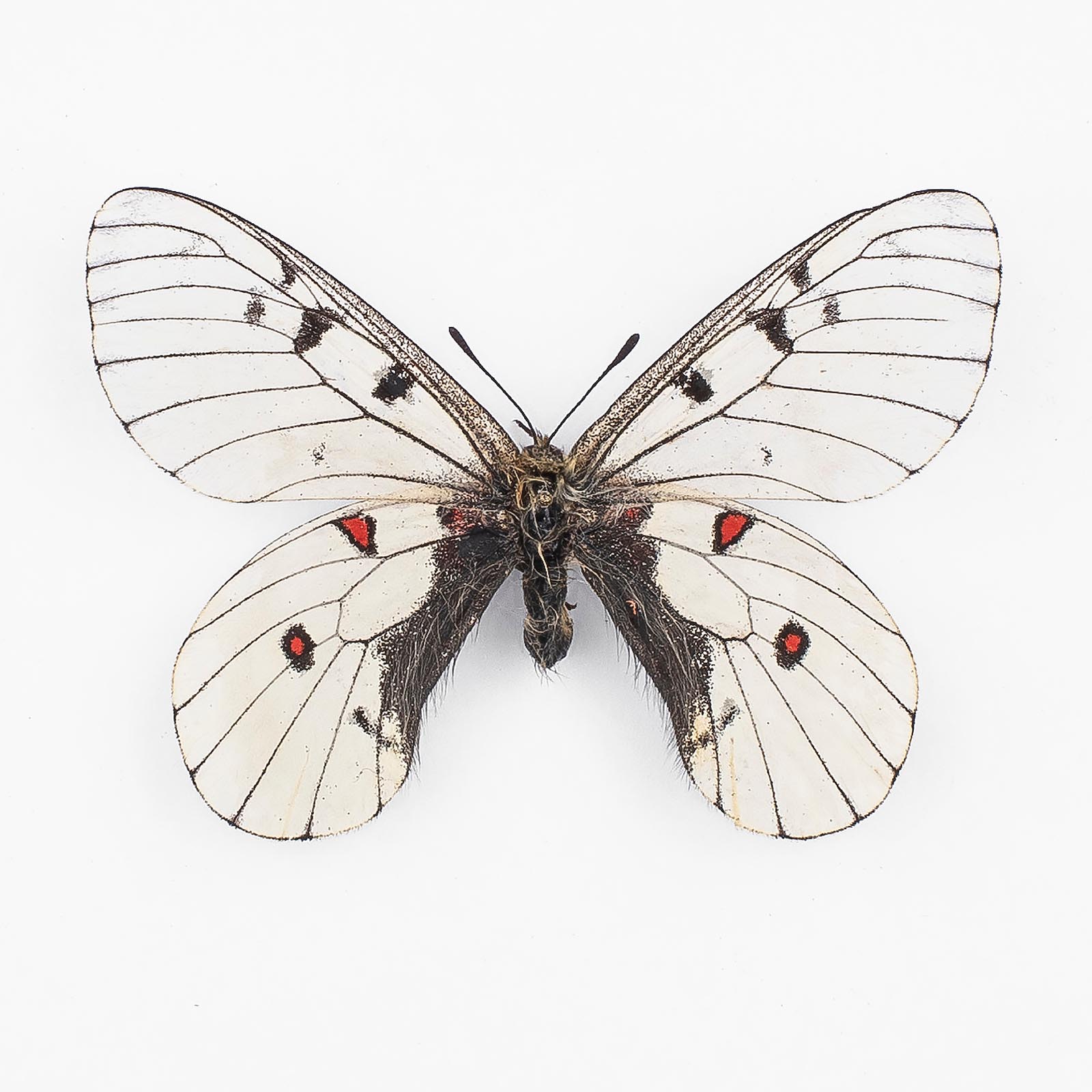 Parnassius Bremeri Sichkotensis ♂ Schunnyi – Männchen