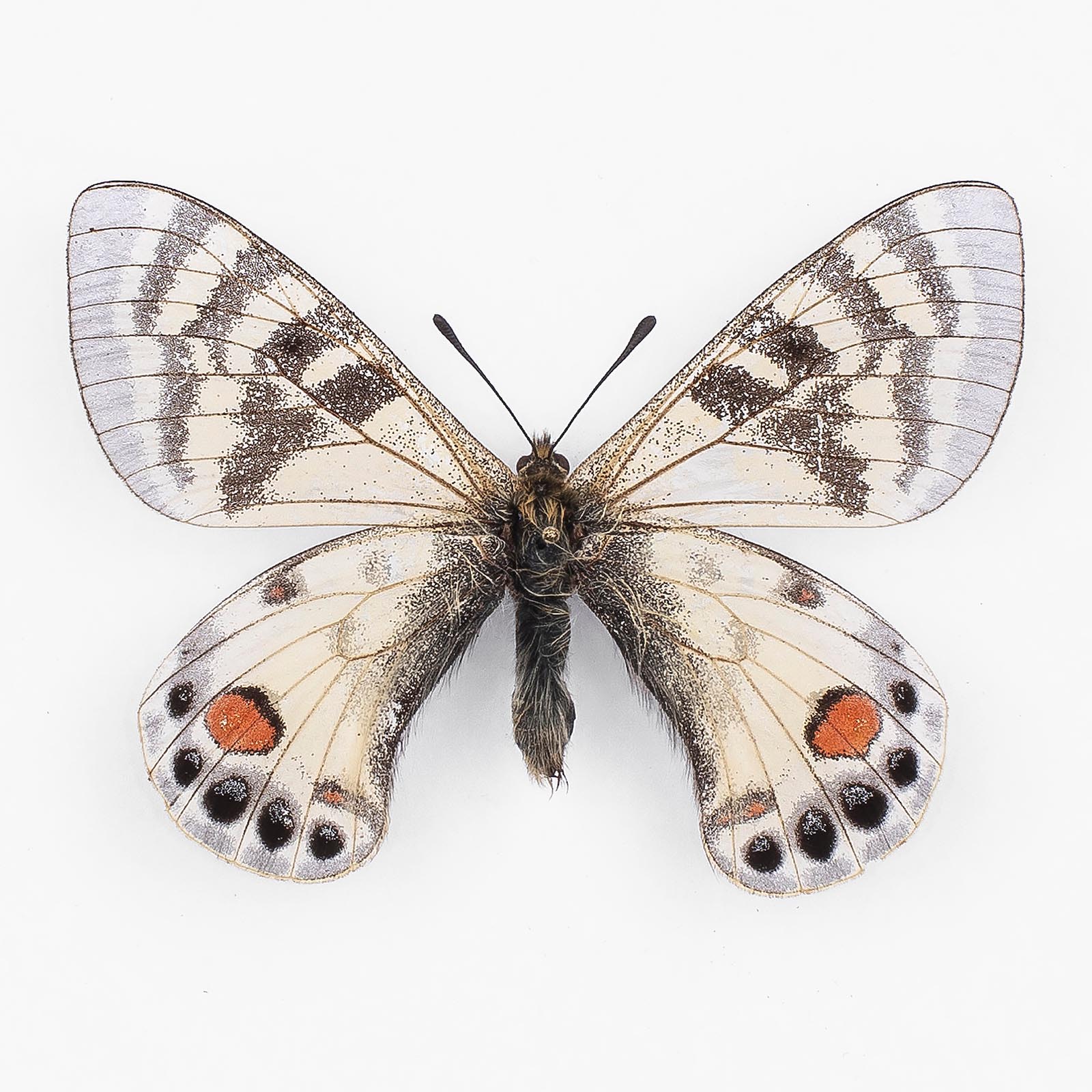 Parnassius Charltonius Deckarti ♂ Ladakh – Männchen