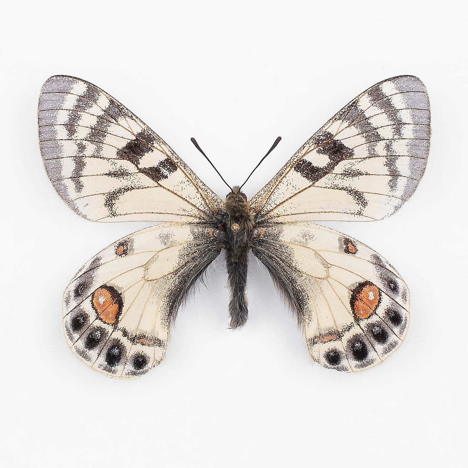 Parnassius Charltonius Marusya – Paratyp ♂ – Männchen