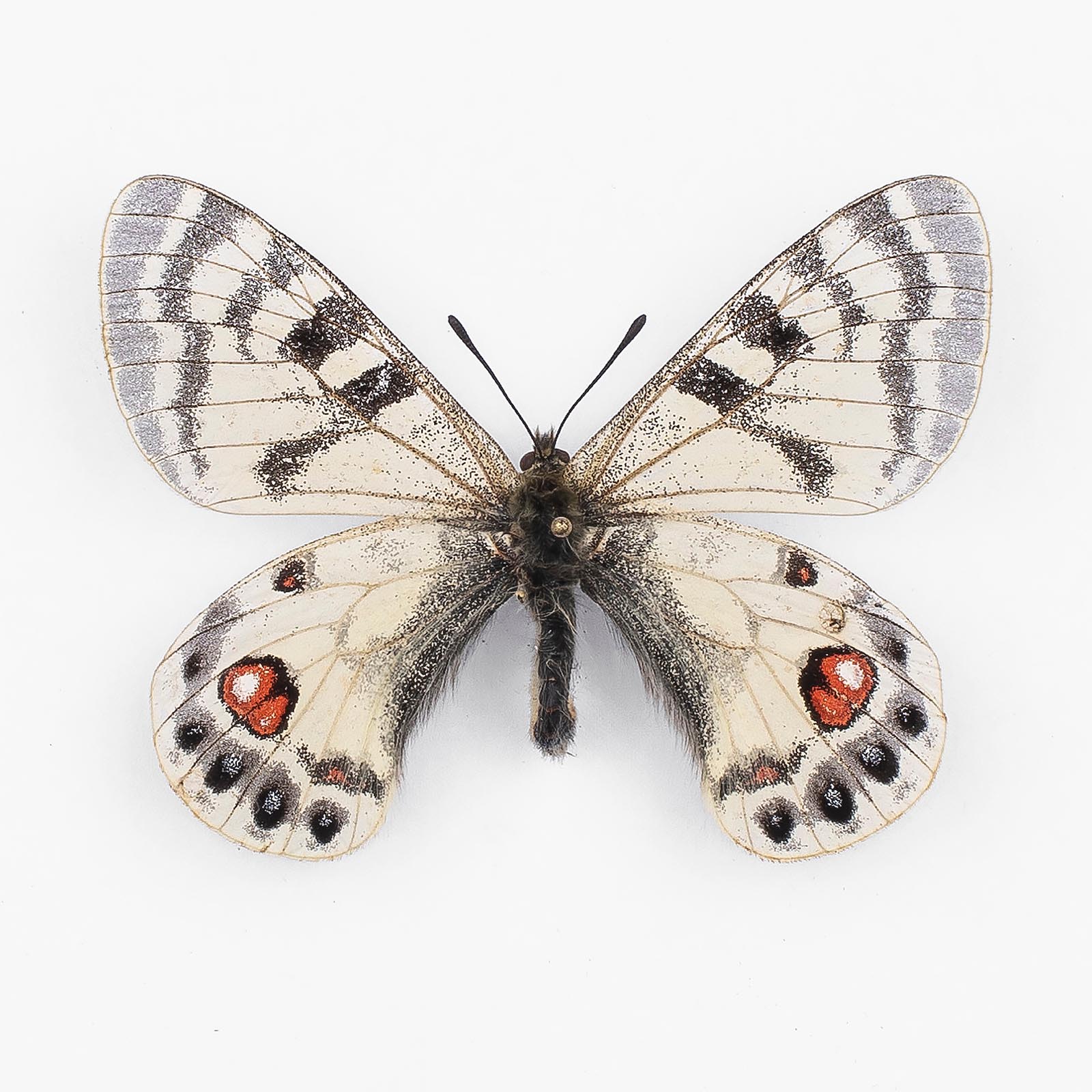 Parnassius Charltonius Platon ♂ Tadschikistan – Männchen