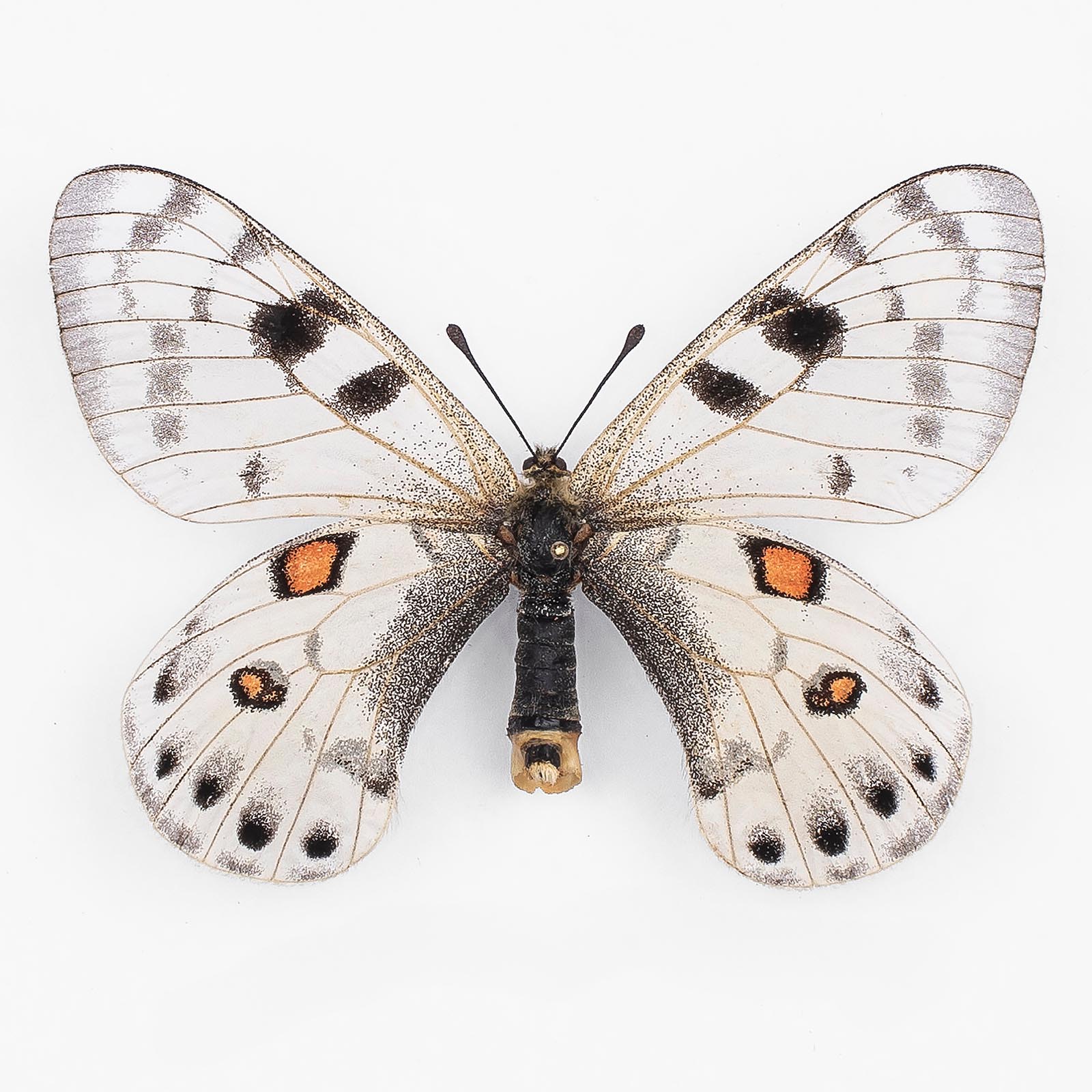 Parnassius Davydovi ♀ Tian Shan – Femelle