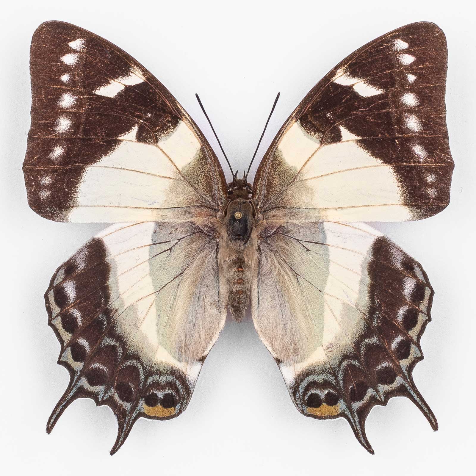 Polyura Clitarchus ♀ Noumea – Weibchen
