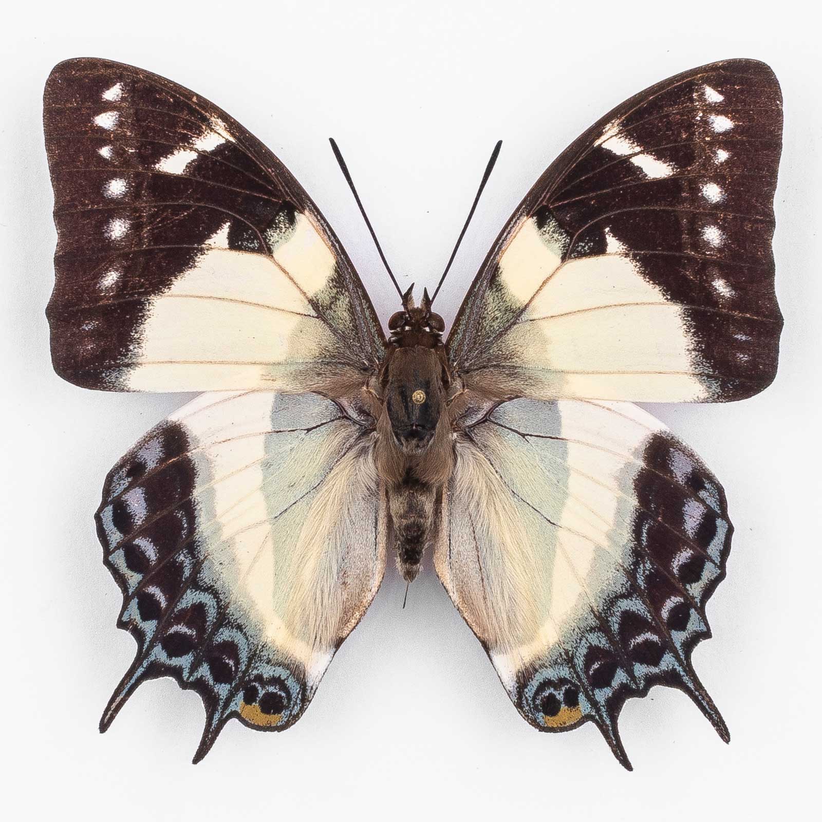 Polyura Clitarchus ♂ Noumea – Männchen
