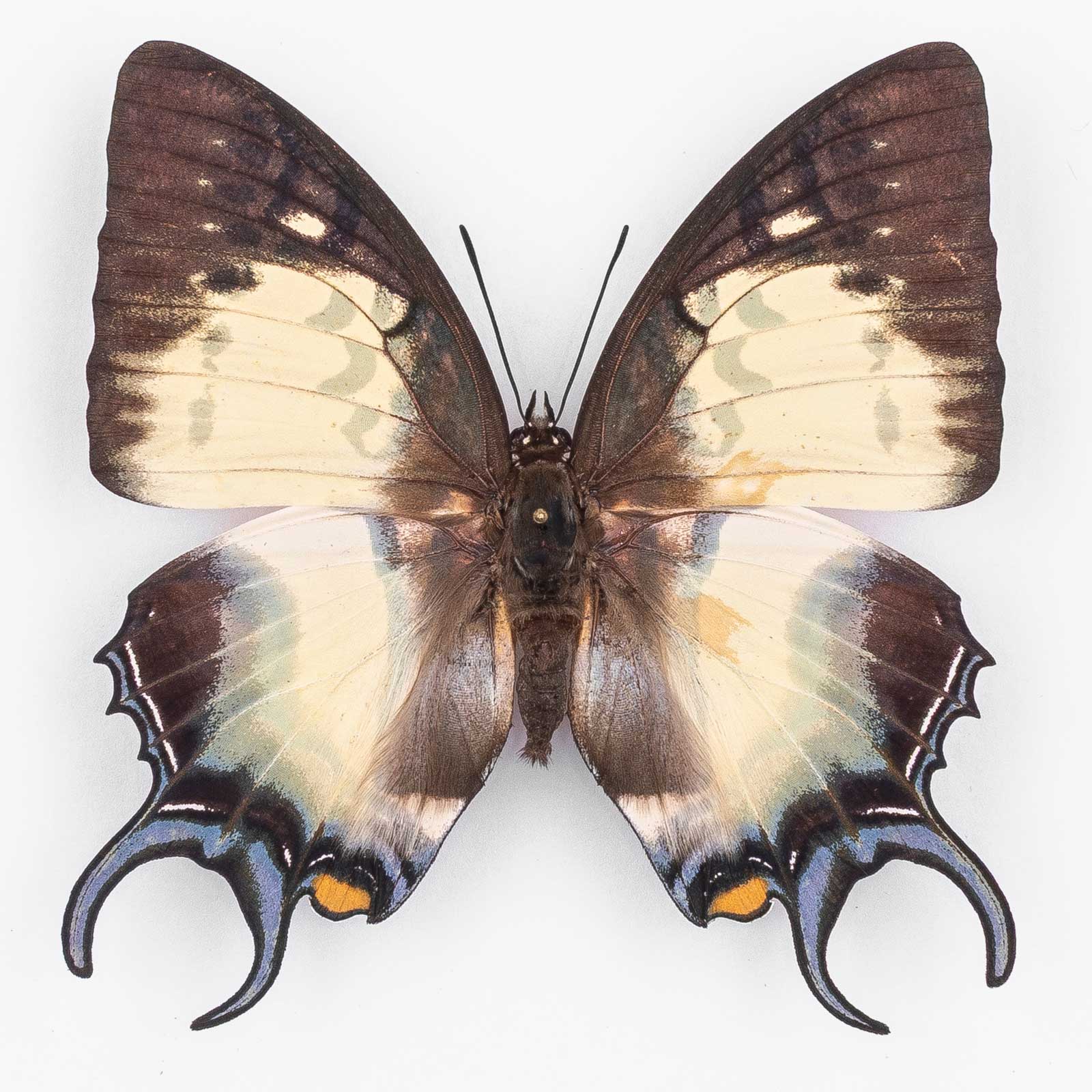 Polyura D. Dehanii ♀ West Java – Weibchen