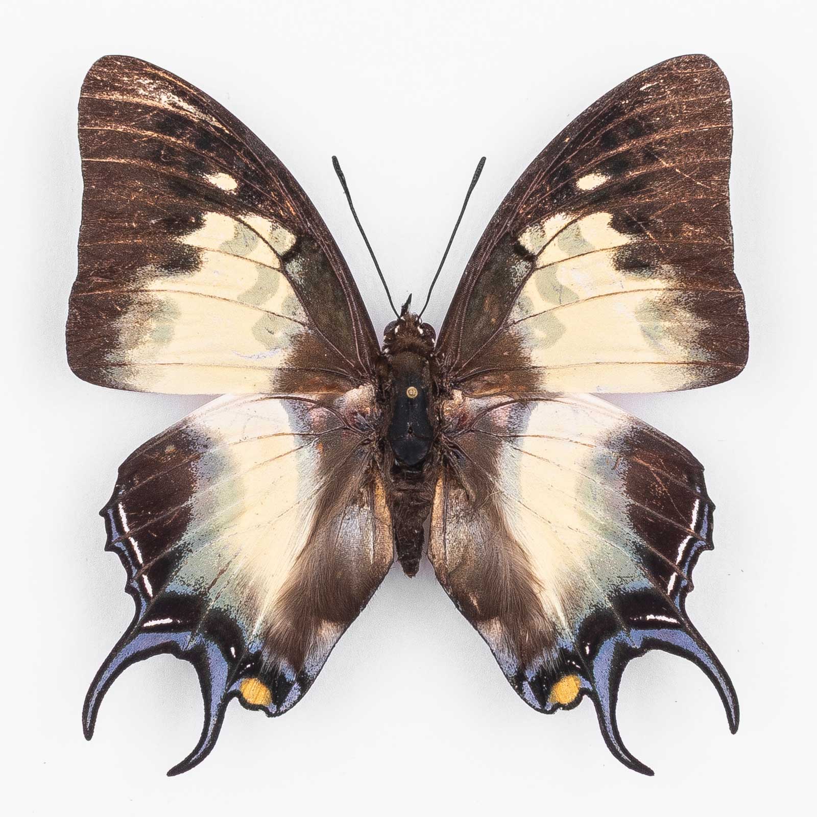 Polyura D. Dehanii ♂ West Java – Männchen