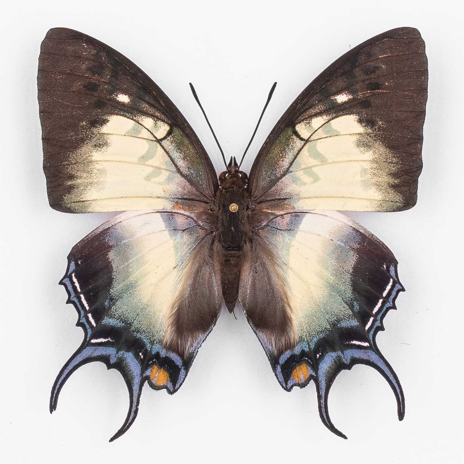 Polyura Dehanii Sulthan ♂ West Sumatra – Männchen