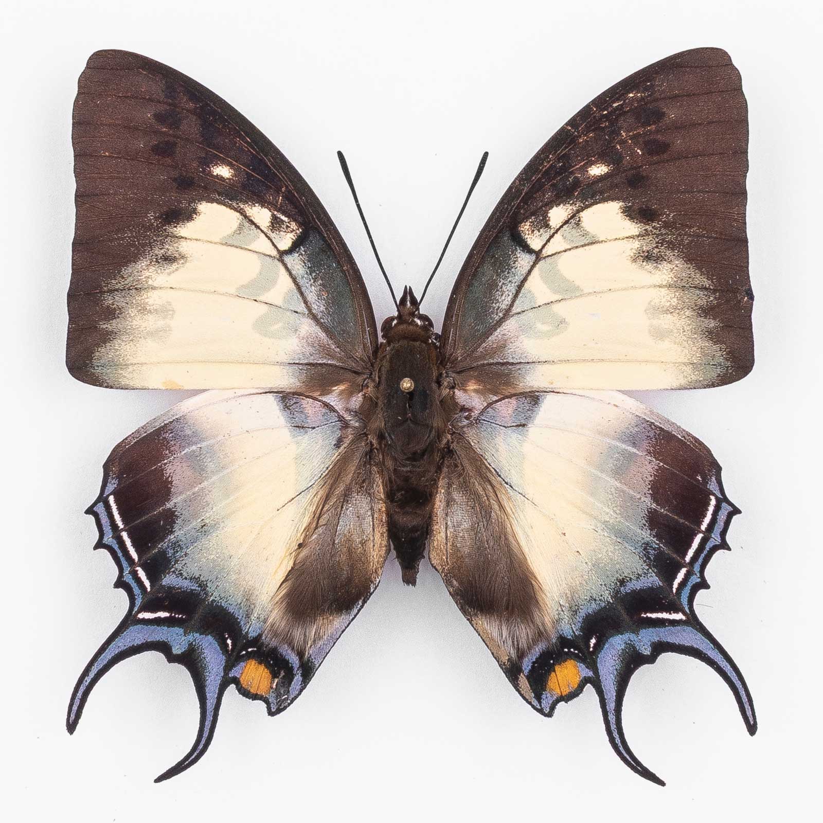 Polyura Dehanii Sulthan ♂ West Sumatra – Männchen