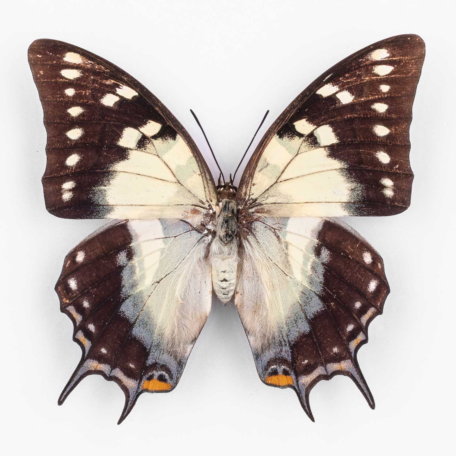 Polyura Galaxia Antigonus ♀ Damar – Weibchen