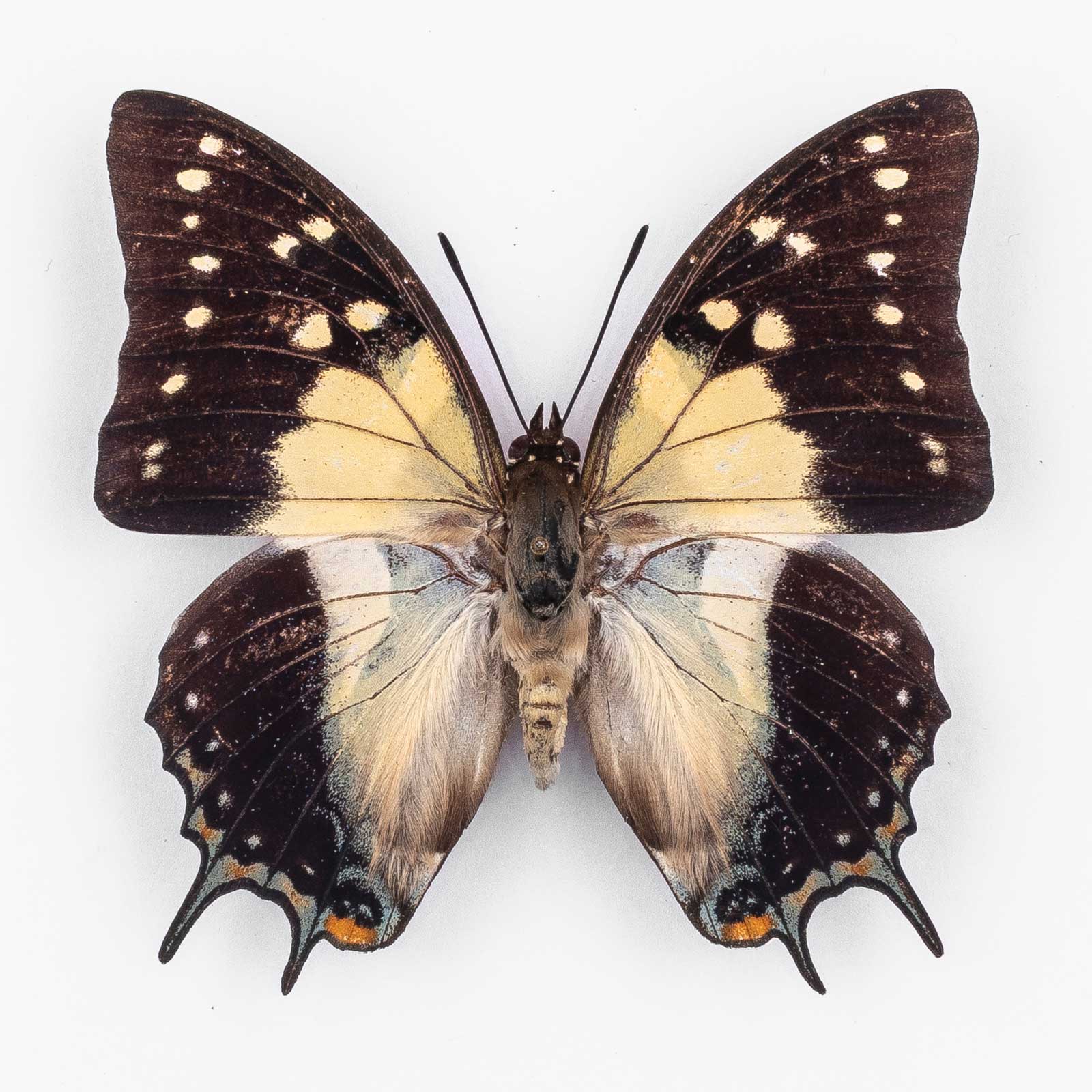 Polyura Galaxia Antigonus ♂ Damar – Männchen