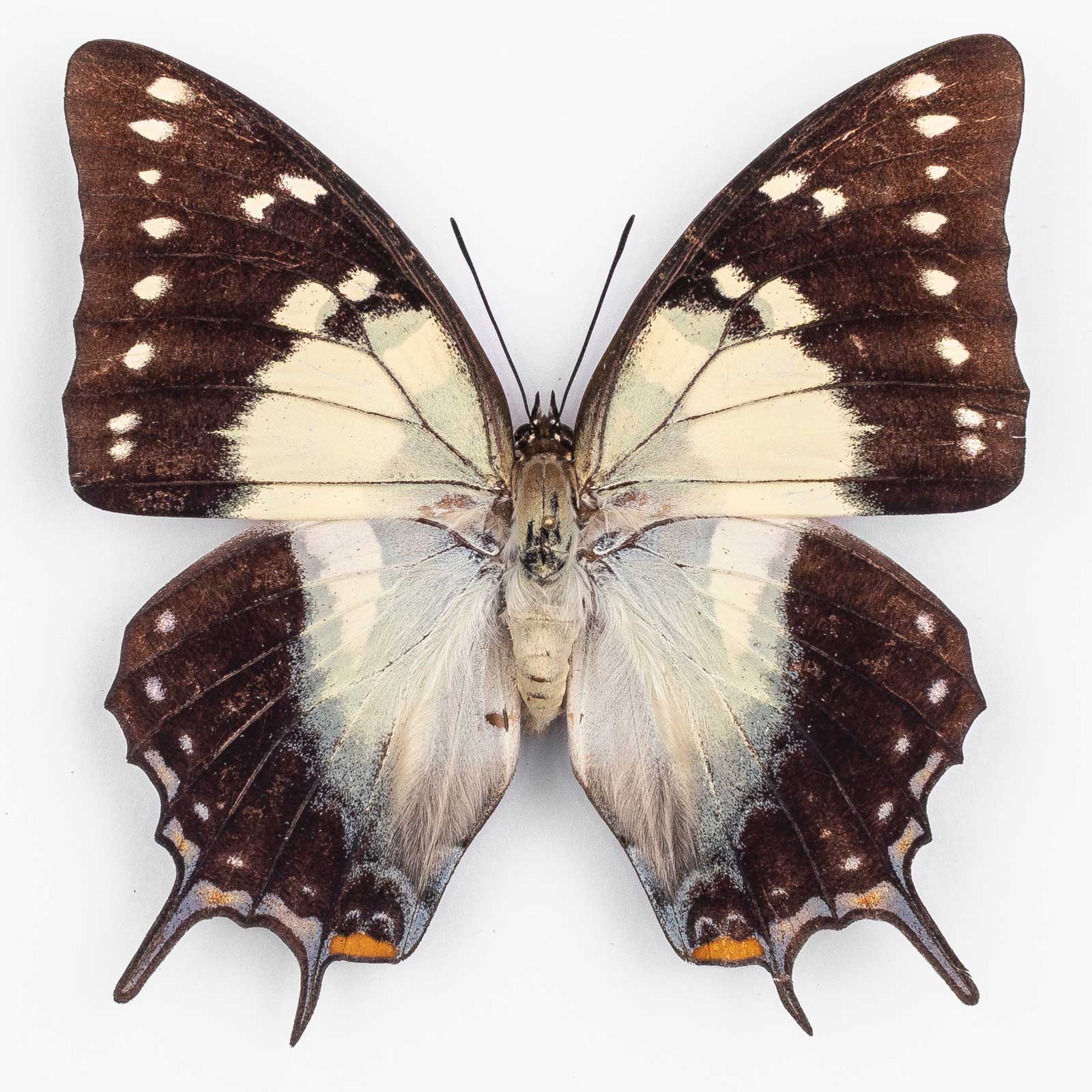 Polyura Galaxia Lettiana ♀ Moa Island – Weibchen