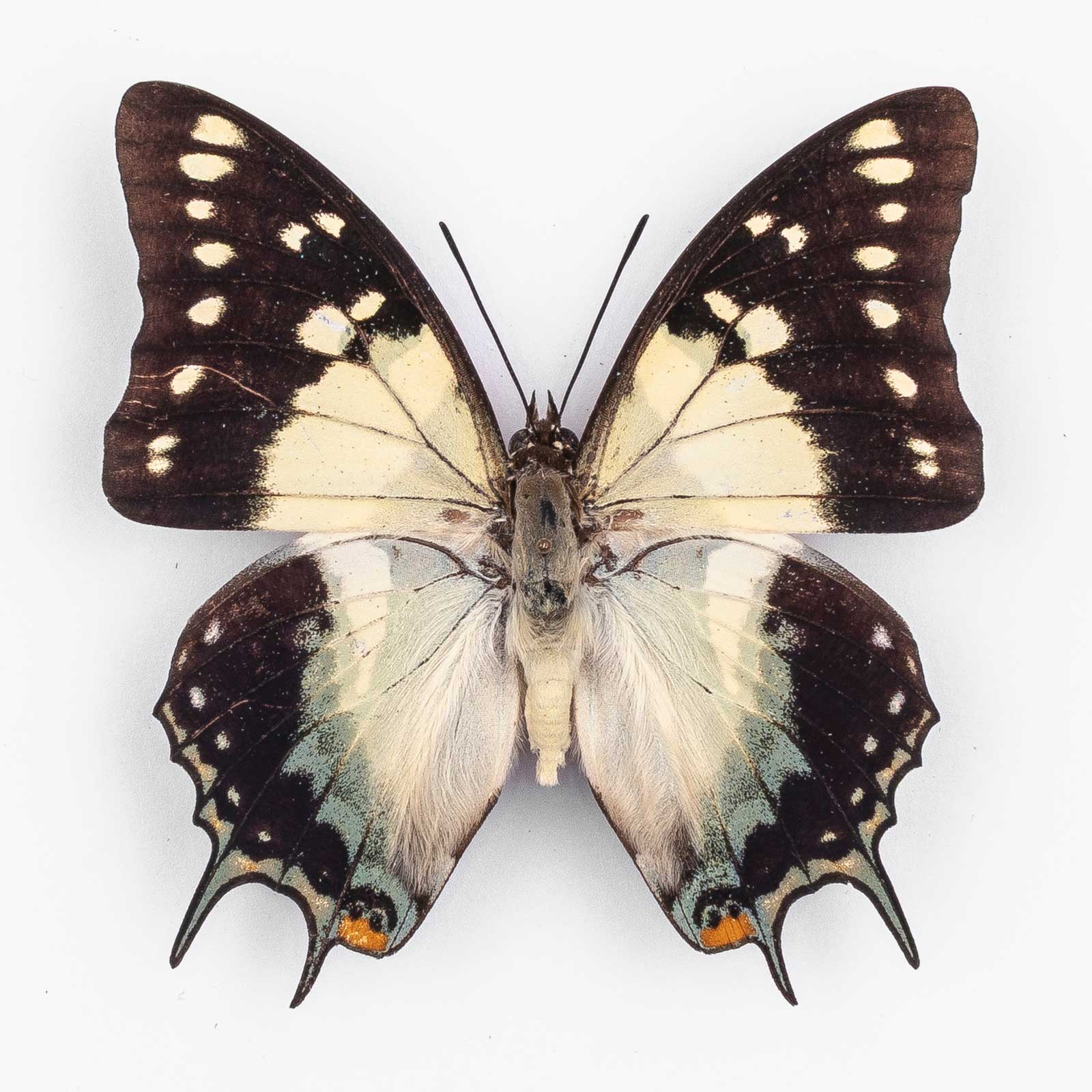 Polyura Galaxia Lettiana ♂ Moa Island – Männchen