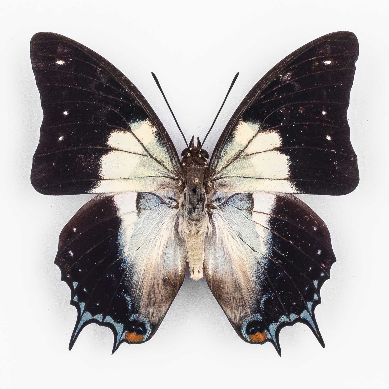 Polyura Jupiter Seitzi ♂ Tanimbar Island – Männchen
