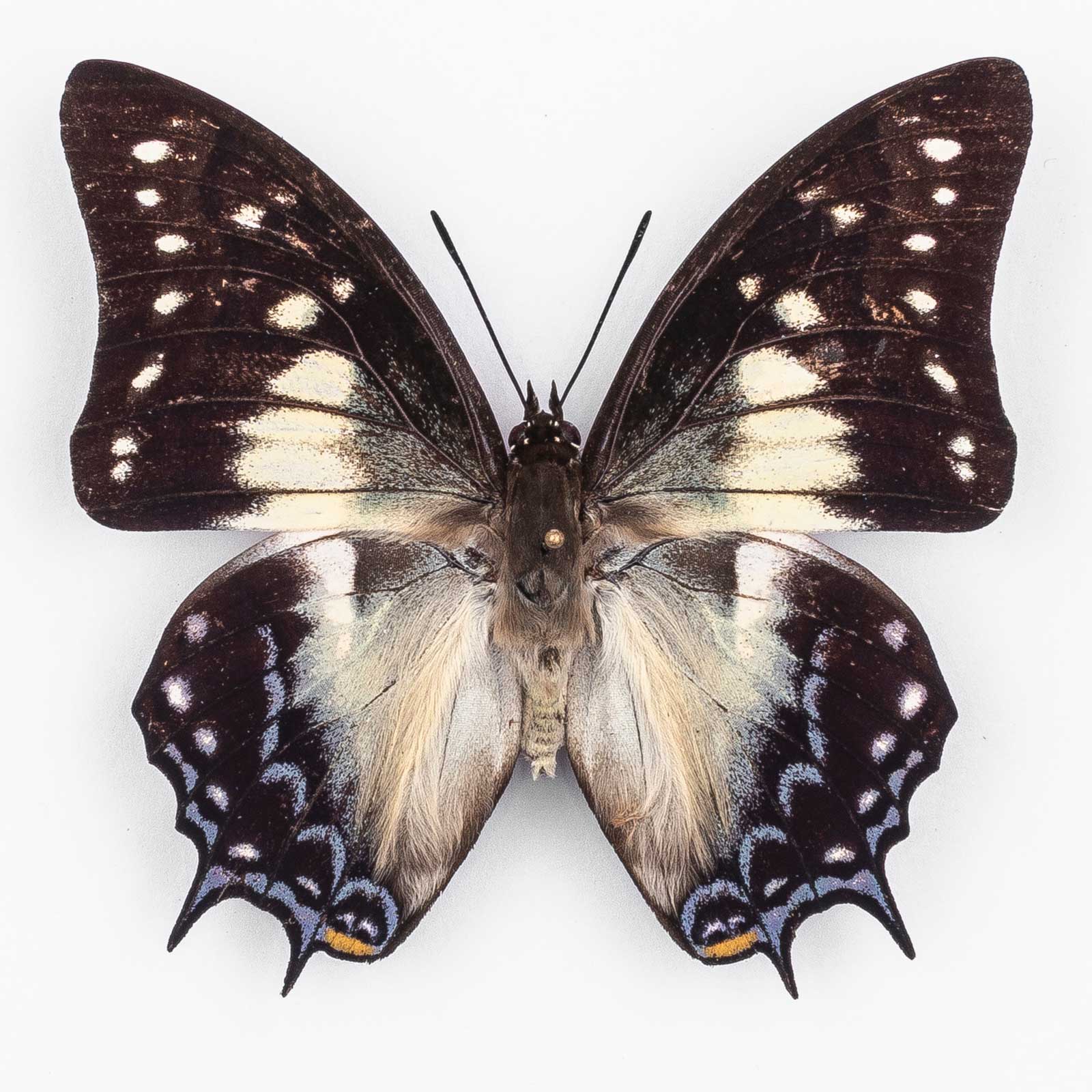 Polyura P. Pyrrhus ♂ Ambelau – Männchen