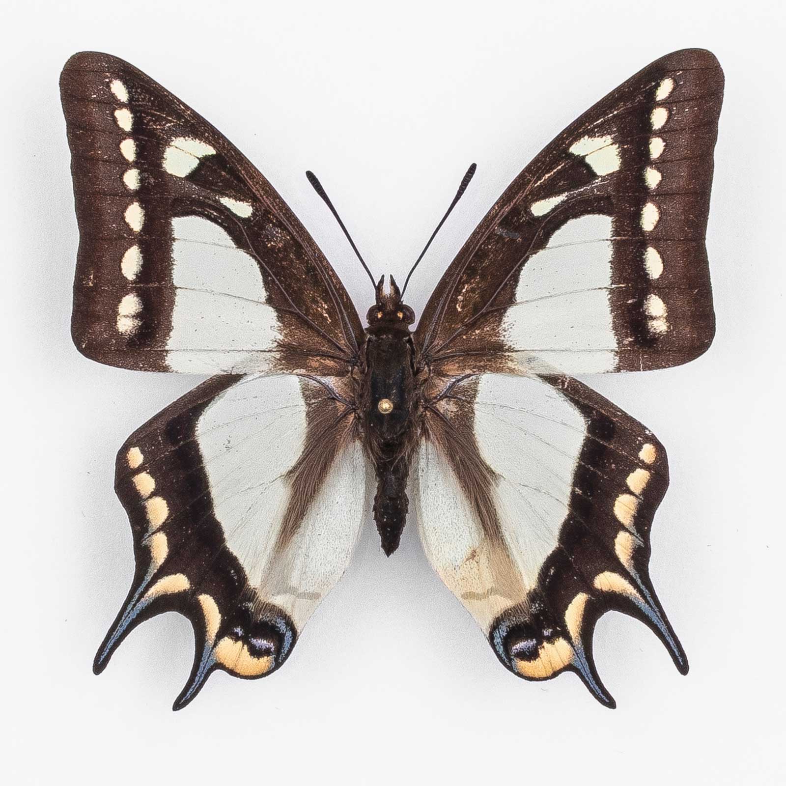 Polyura Posidonius ♂ Tibet – Männchen