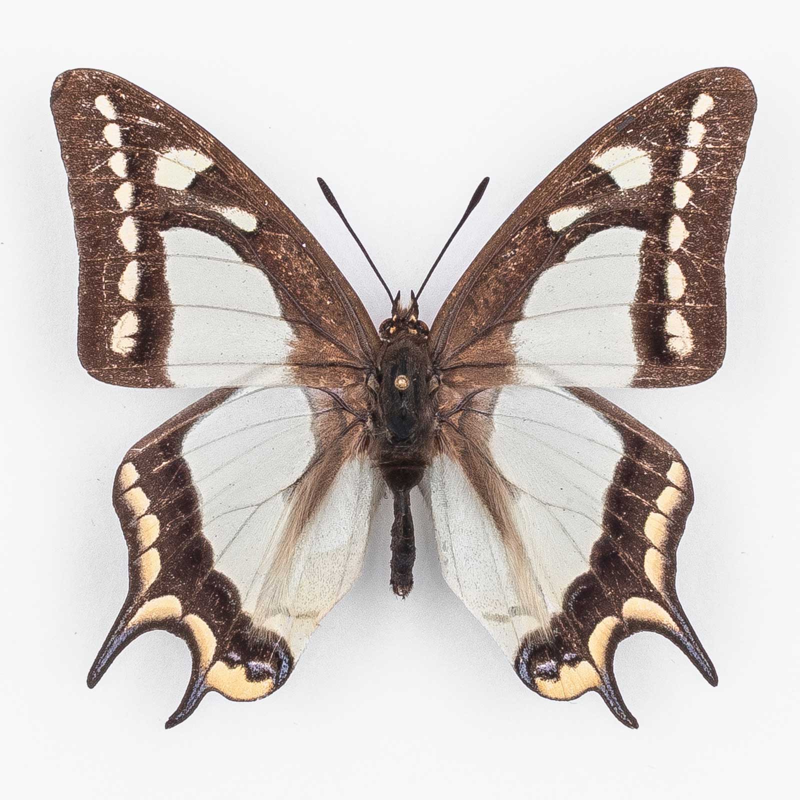 Polyura Posidonius ♂ Tibet – Männchen