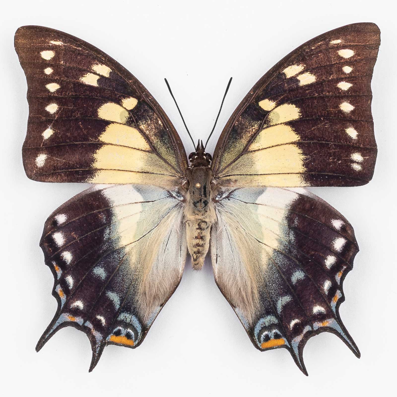 Polyura Pyrrhus Bandanus ♀ Banda Island – Weibchen